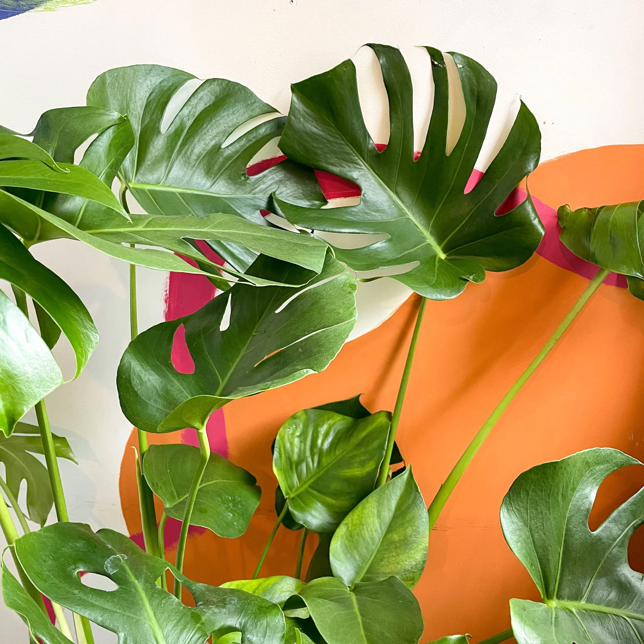Monstera deliciosa - Swiss Cheese Plant - Image 7