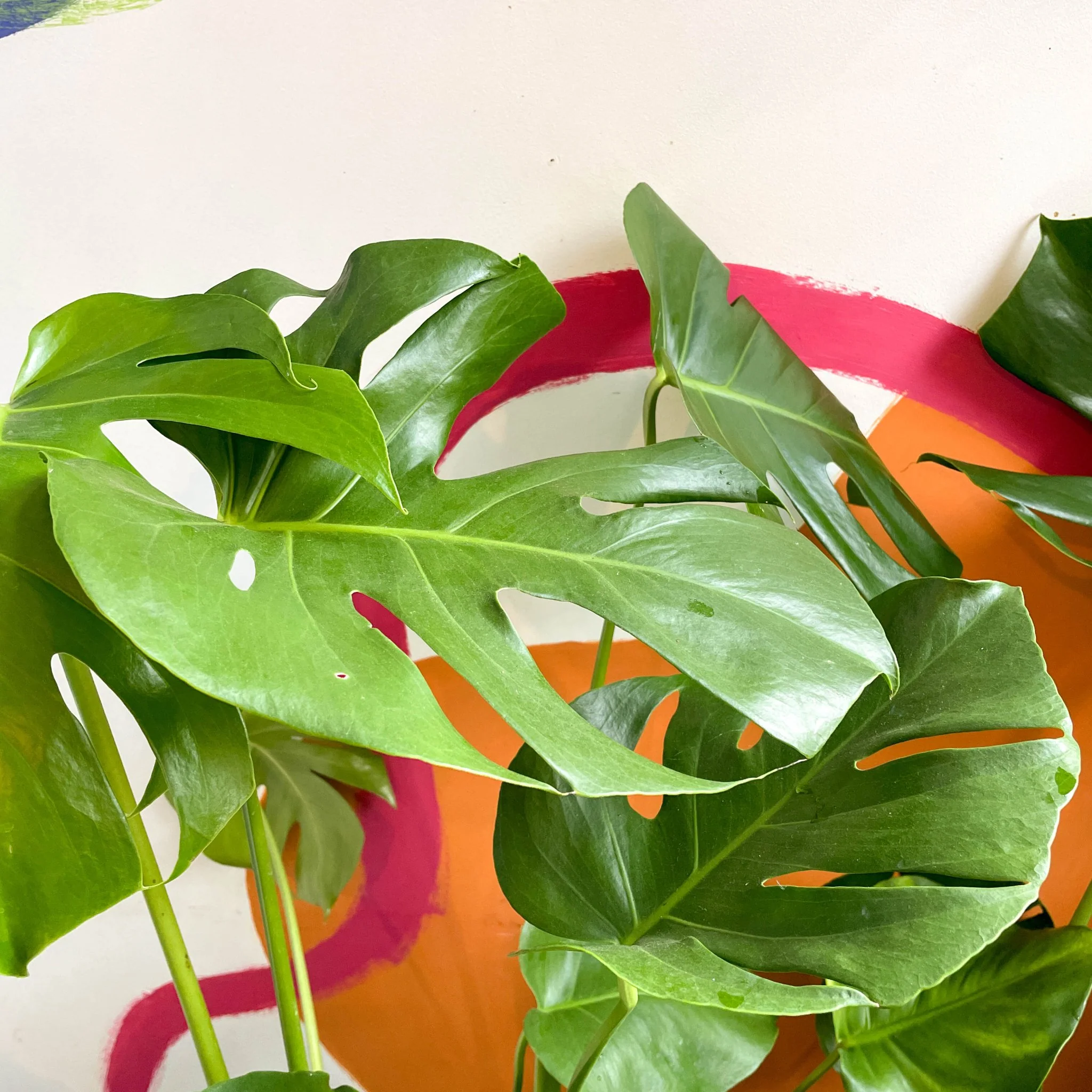 Monstera deliciosa - Swiss Cheese Plant - Image 8
