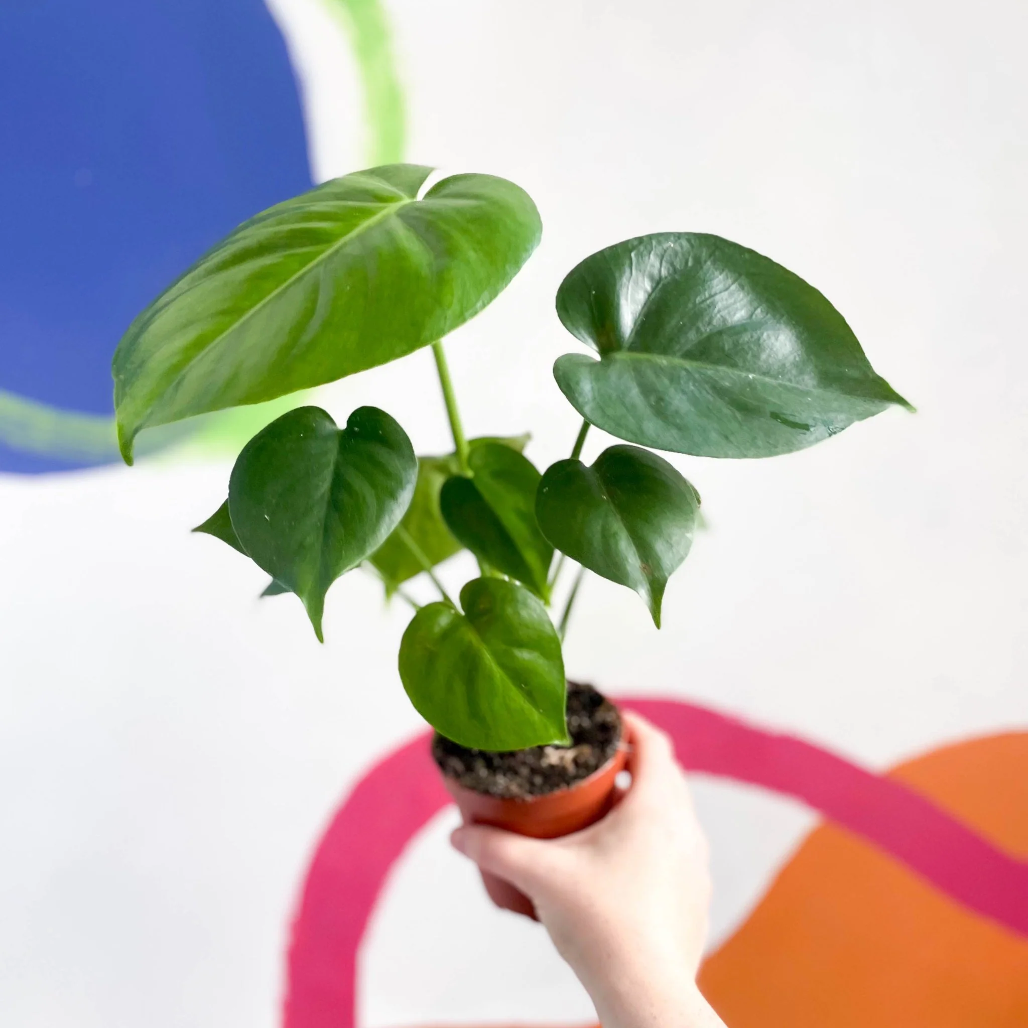 Monstera deliciosa - Swiss Cheese Plant - Image 9