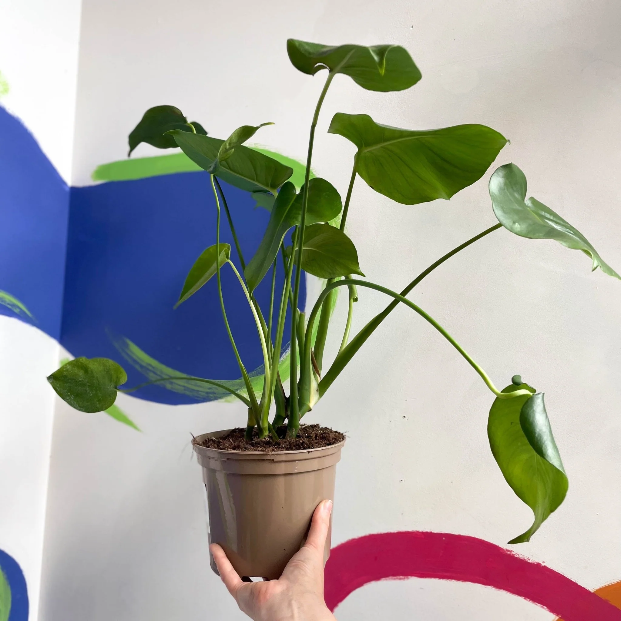 Swiss Cheese Plant - Monstera deliciosa - British Grown