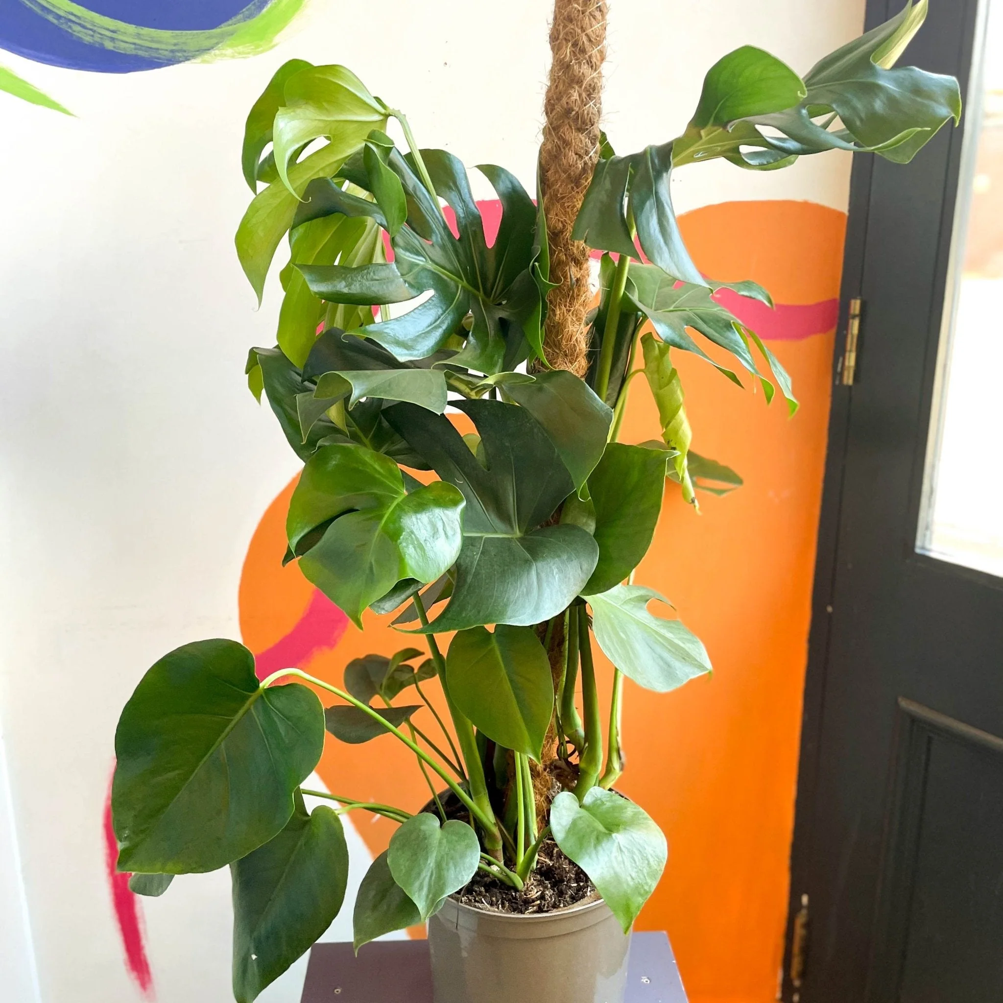 Swiss Cheese Plant - Monstera deliciosa - British Grown - Image 10