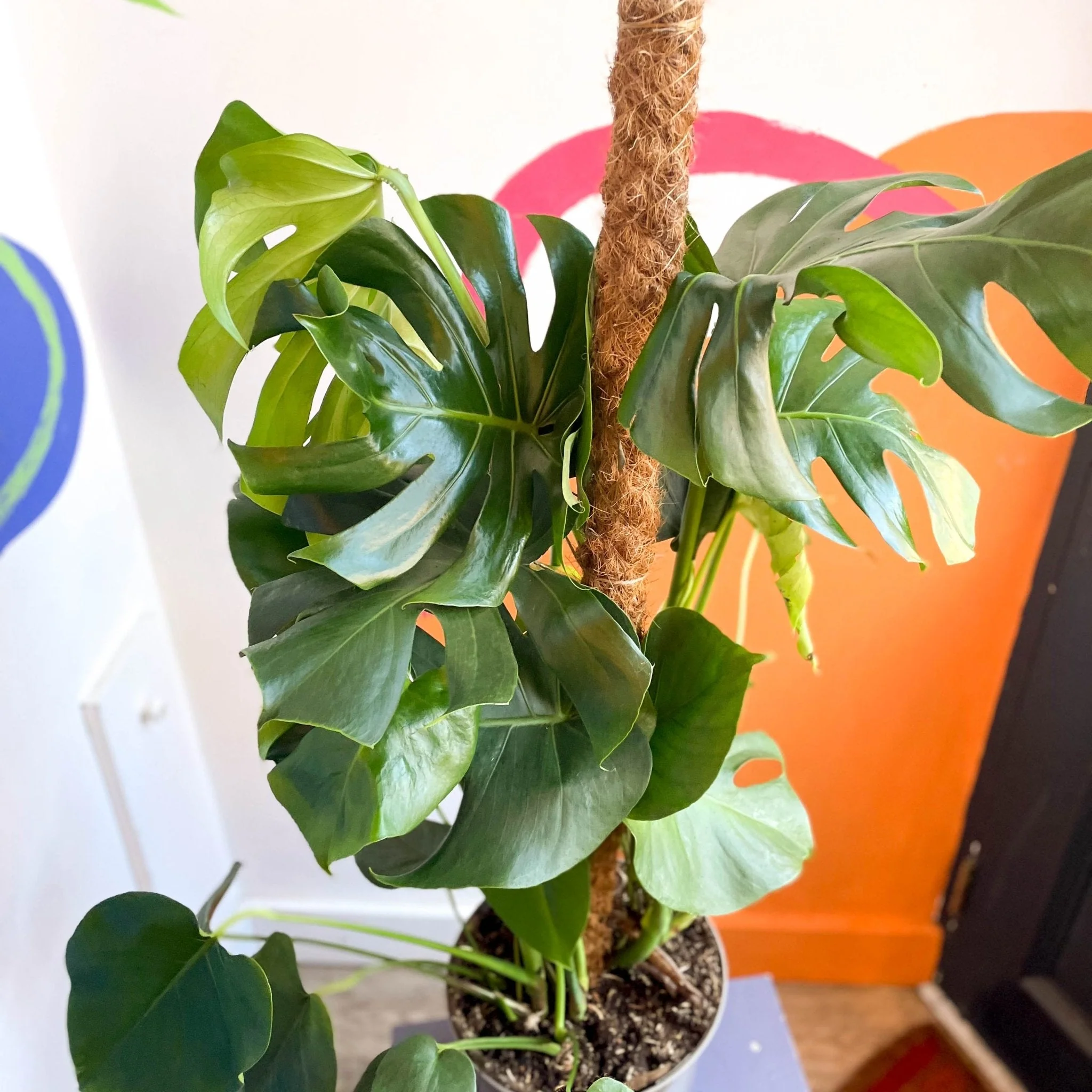 Swiss Cheese Plant - Monstera deliciosa - British Grown - Image 5