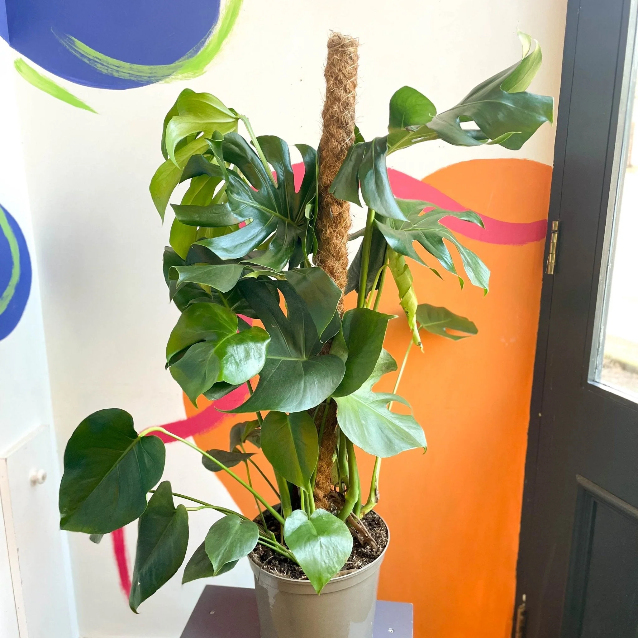 Swiss Cheese Plant - Monstera deliciosa - British Grown - Image 6