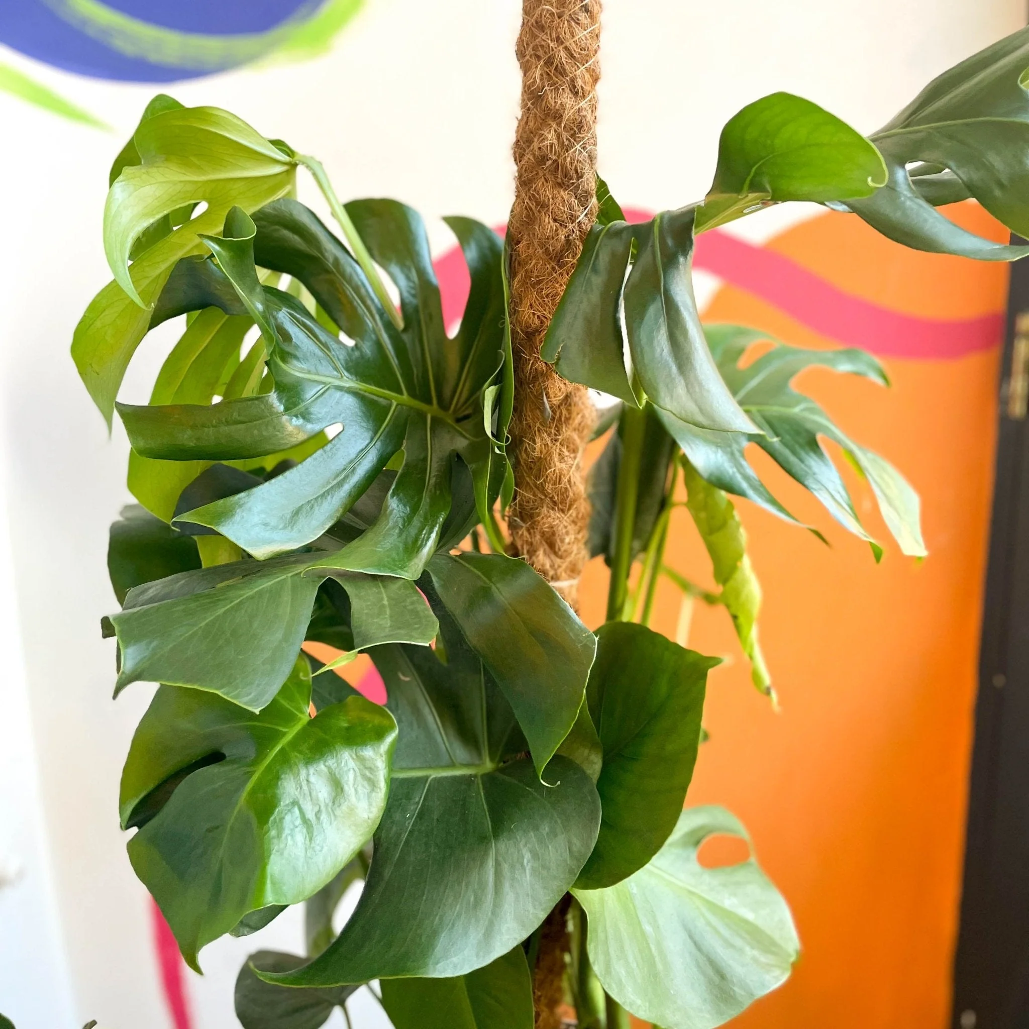 Swiss Cheese Plant - Monstera deliciosa - British Grown - Image 8