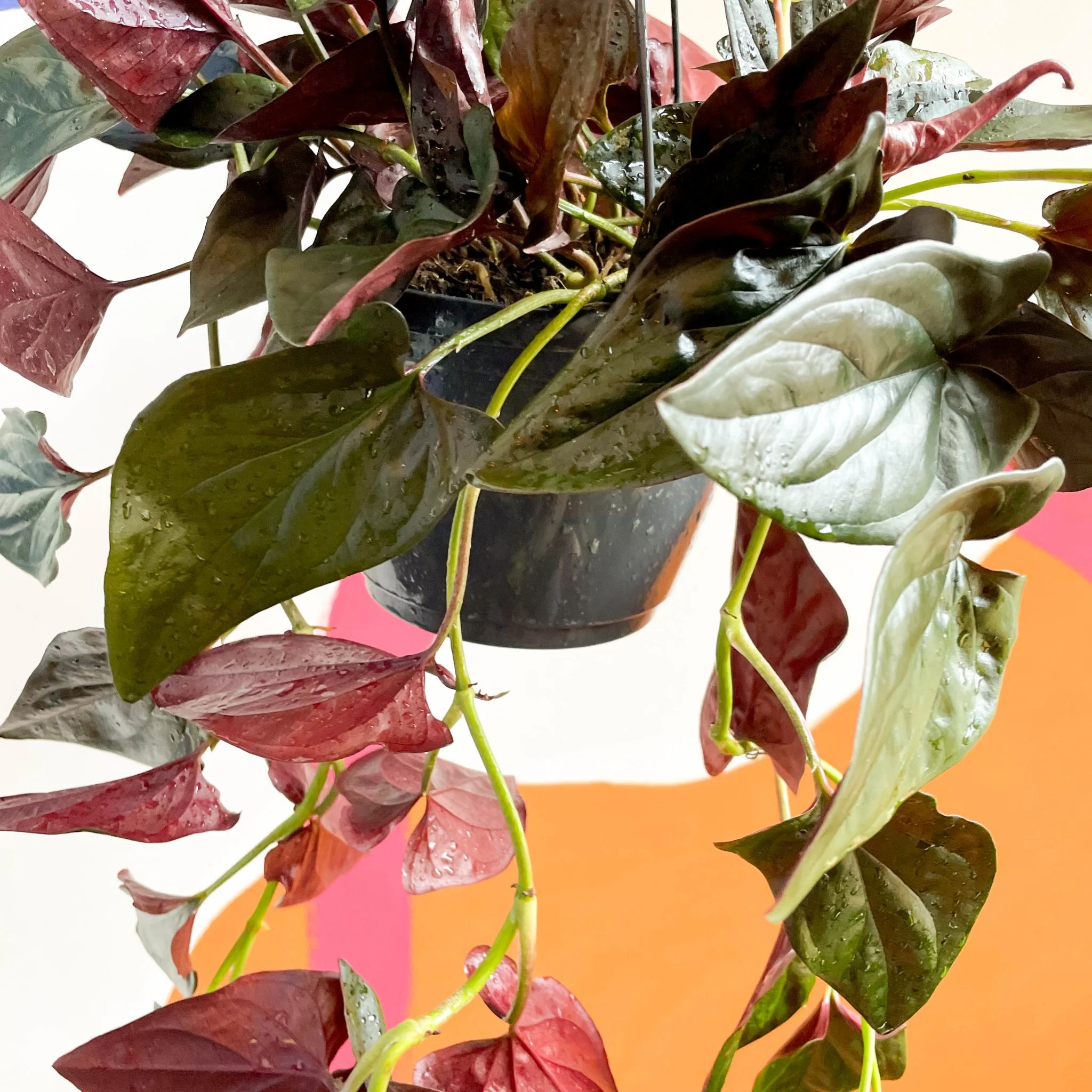 Syngonium erythrophyllum 'Red Arrow' - Image 2