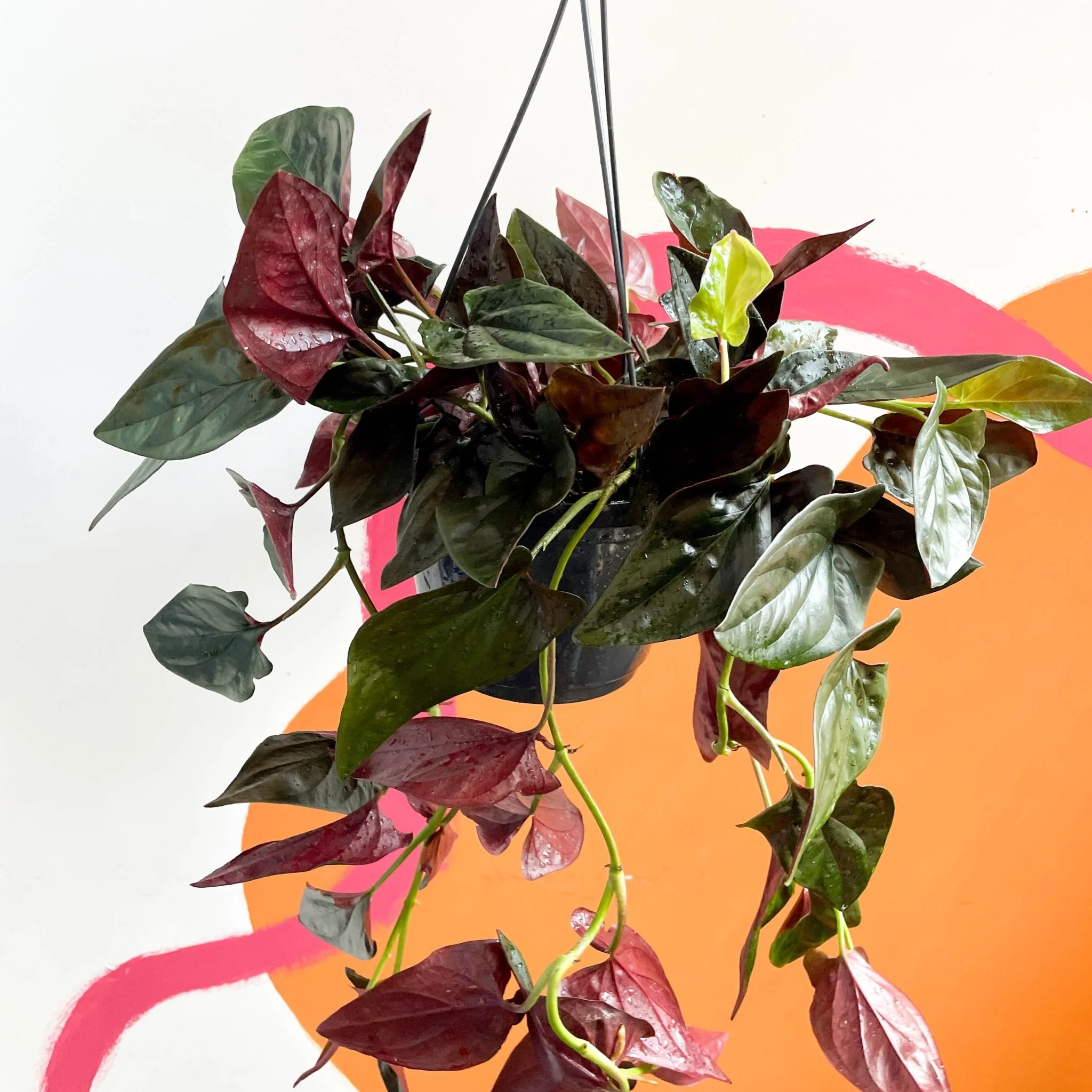 Syngonium erythrophyllum 'Red Arrow' - Image 3