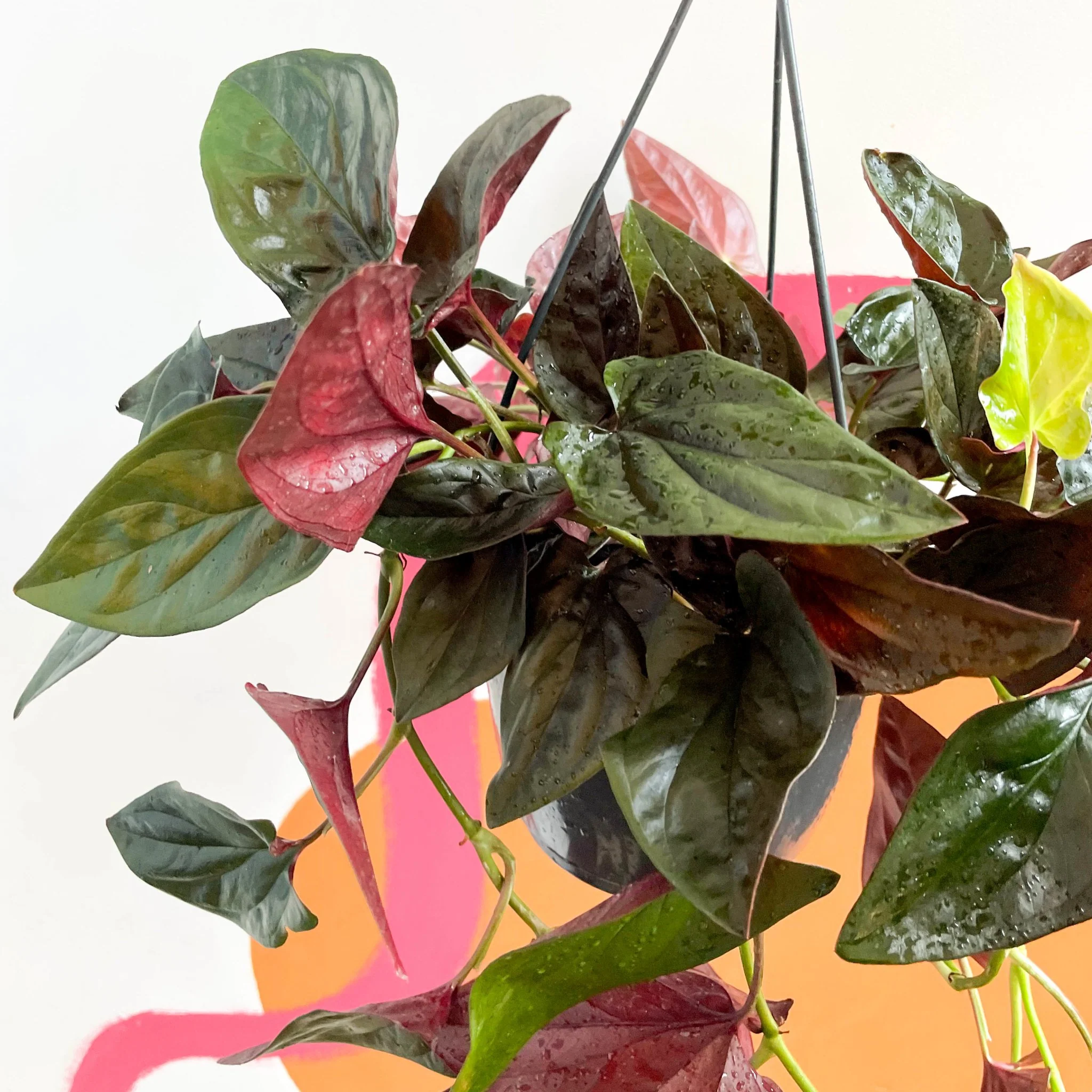 Syngonium erythrophyllum 'Red Arrow' - Image 4
