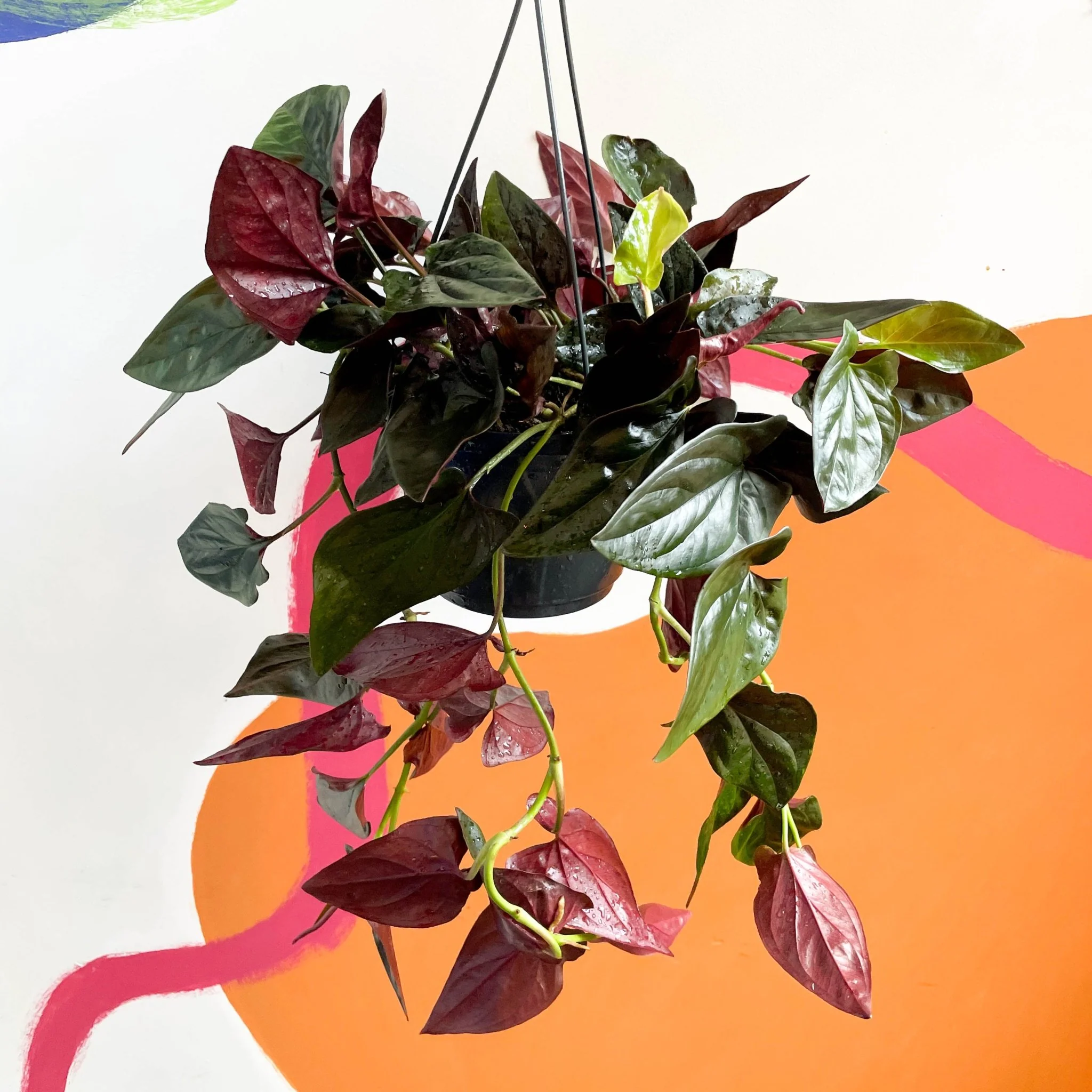 Syngonium erythrophyllum 'Red Arrow' - Image 5