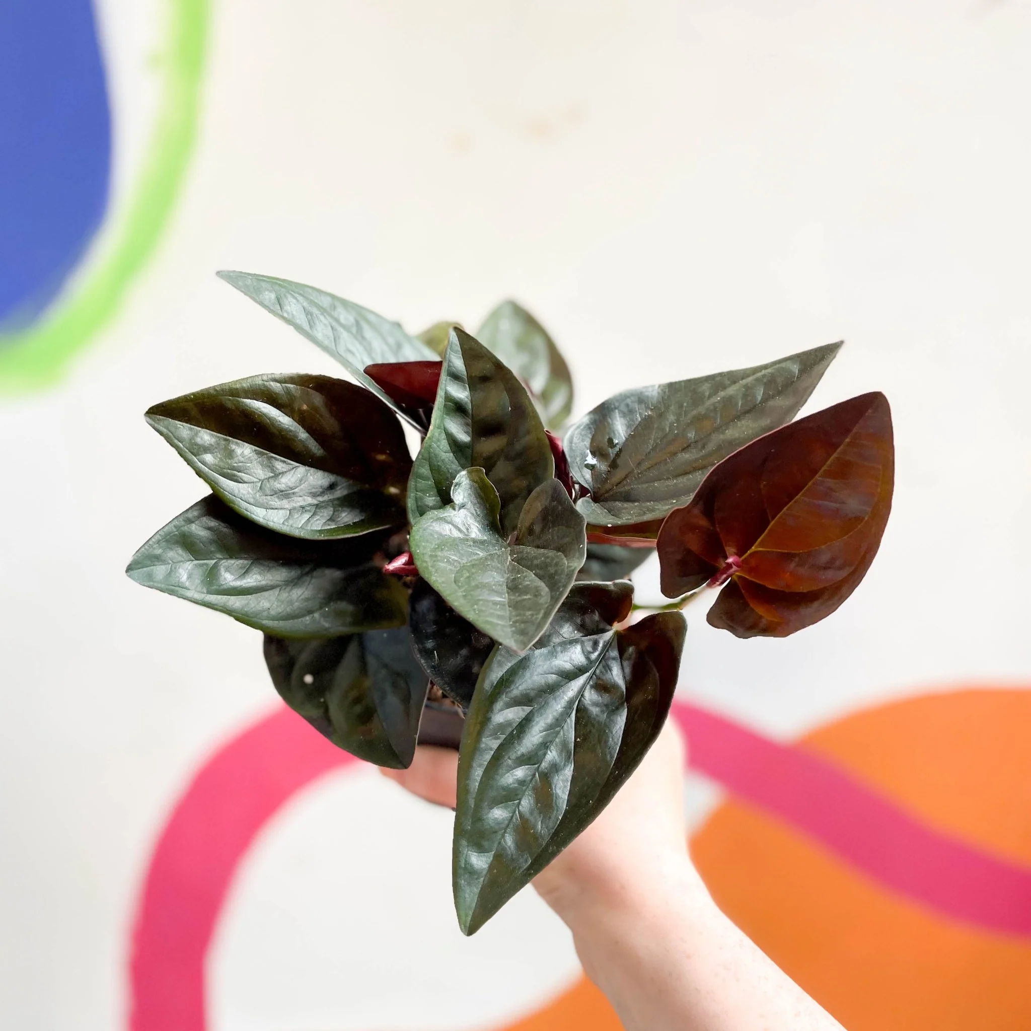 Syngonium erythrophyllum 'Red Arrow' - Image 7