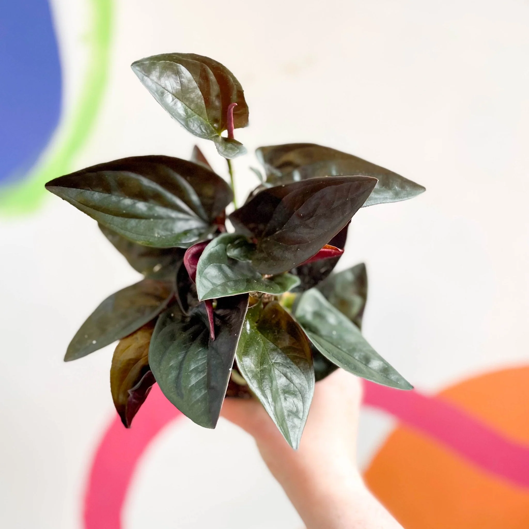 Syngonium erythrophyllum 'Red Arrow' - Image 9