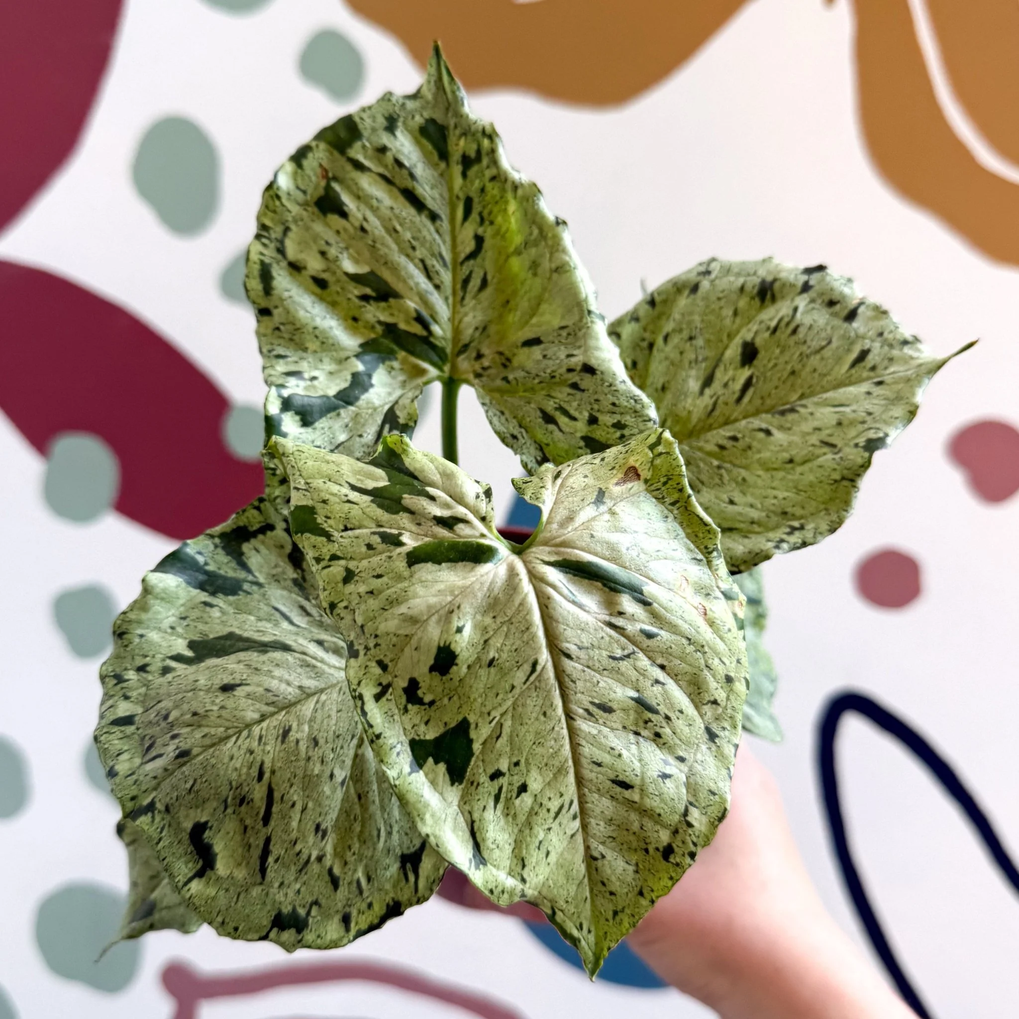 Syngonium 'Green Splash'