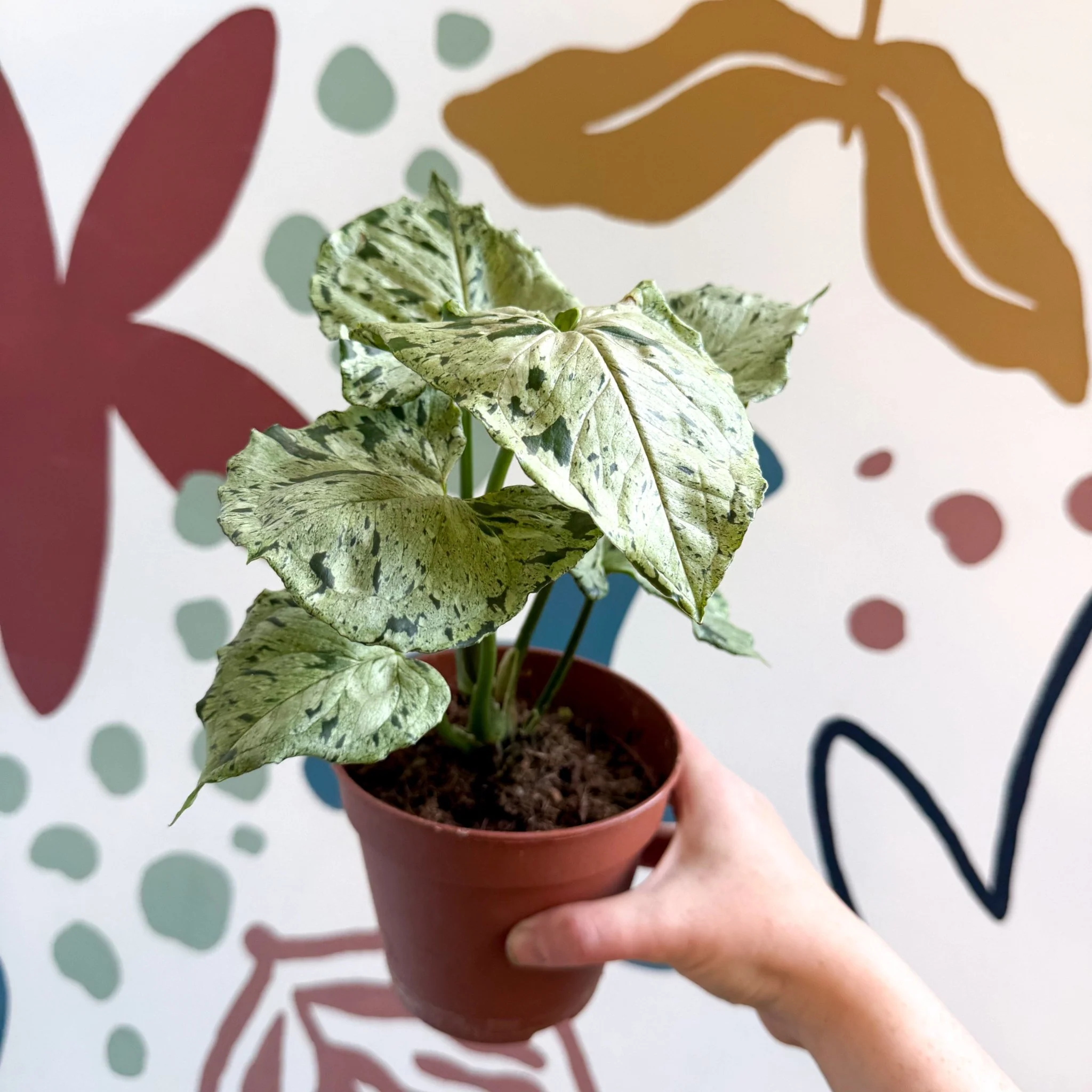 Syngonium 'Green Splash' - Image 10