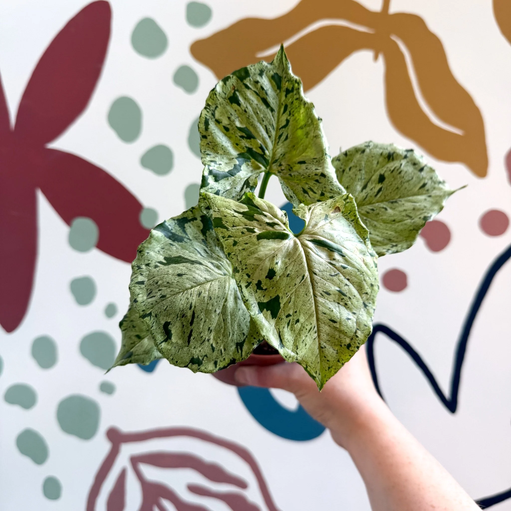 Syngonium 'Green Splash' - Image 11