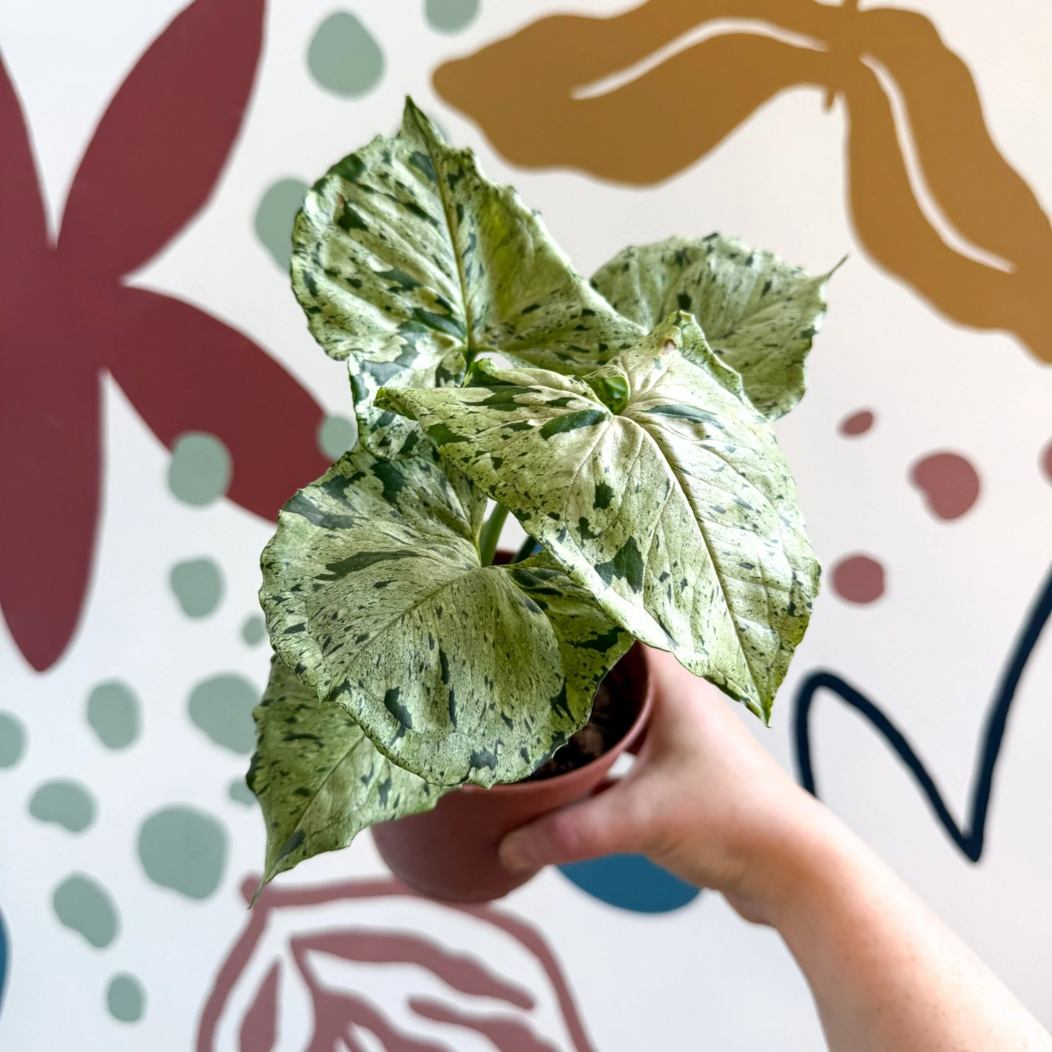 Syngonium 'Green Splash' - Image 12