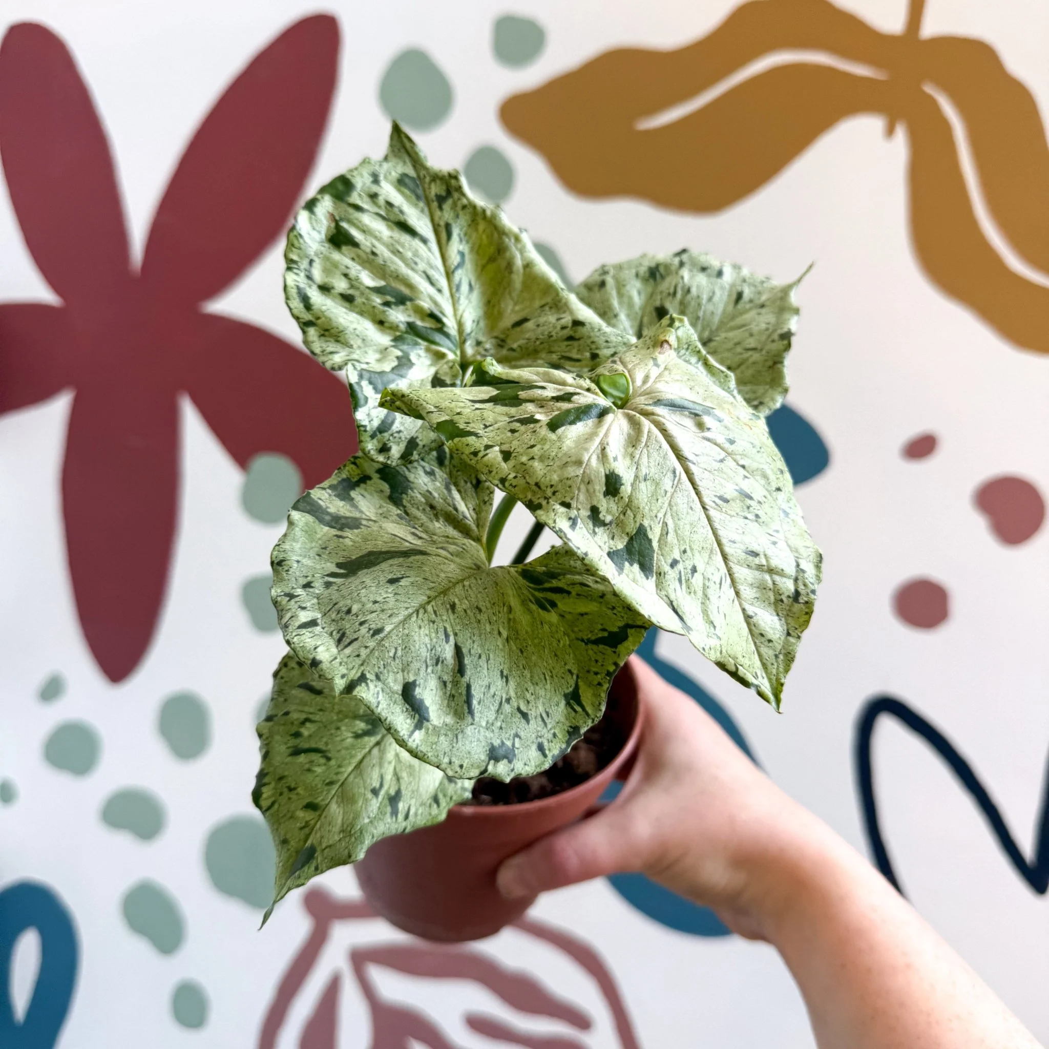 Syngonium 'Green Splash' - Image 13