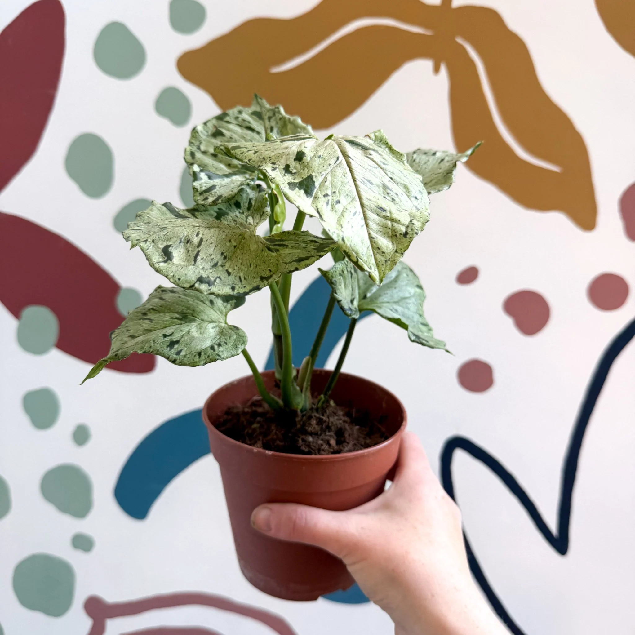 Syngonium 'Green Splash' - Image 2
