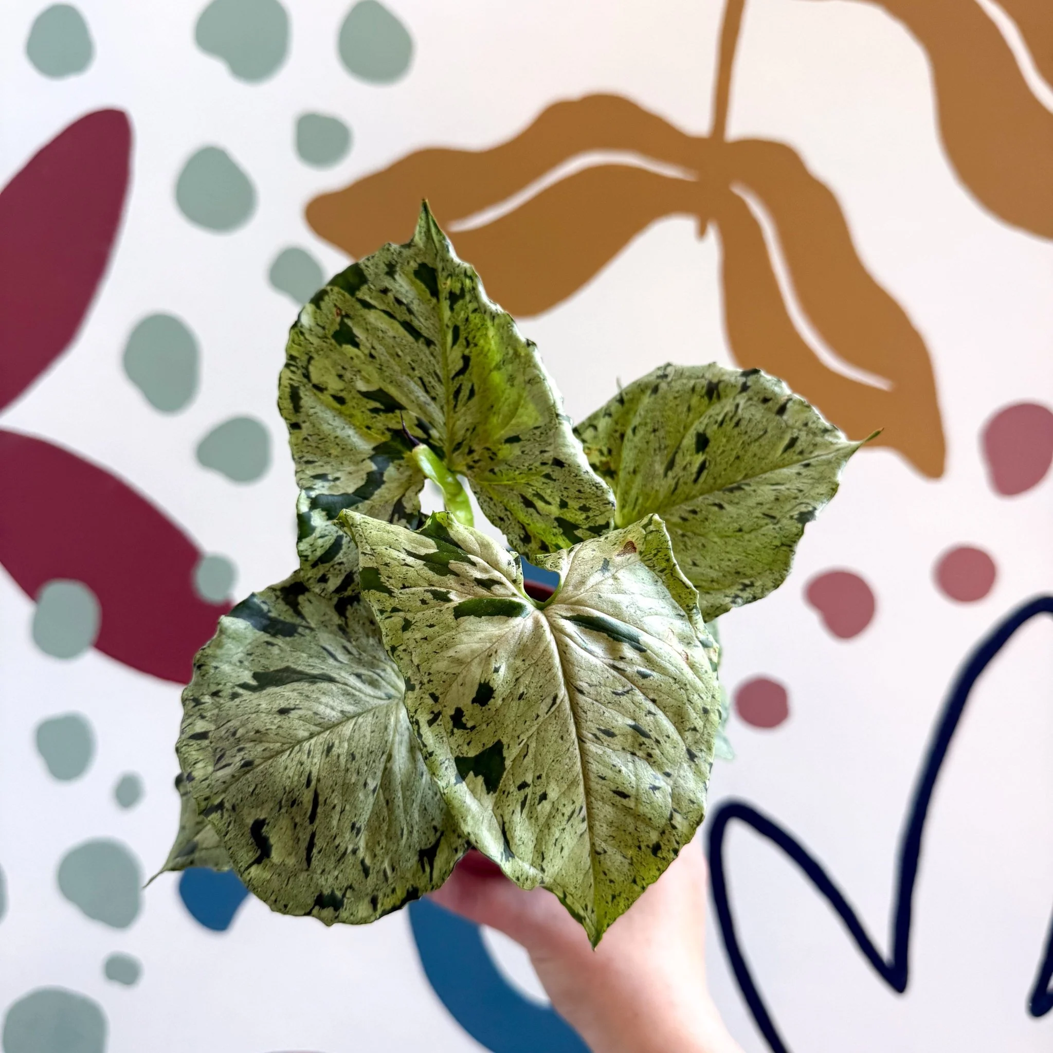 Syngonium 'Green Splash' - Image 3
