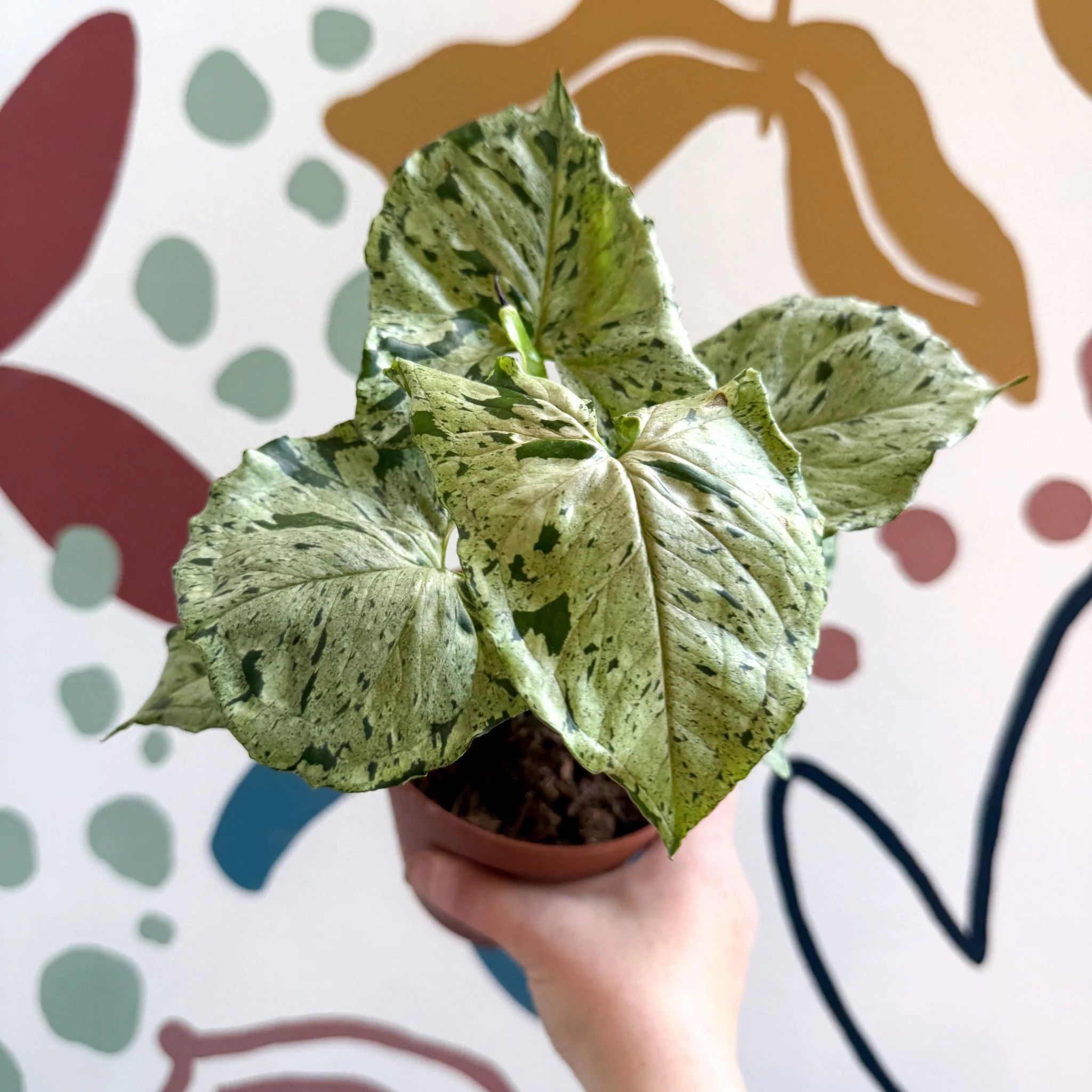 Syngonium 'Green Splash' - Image 4