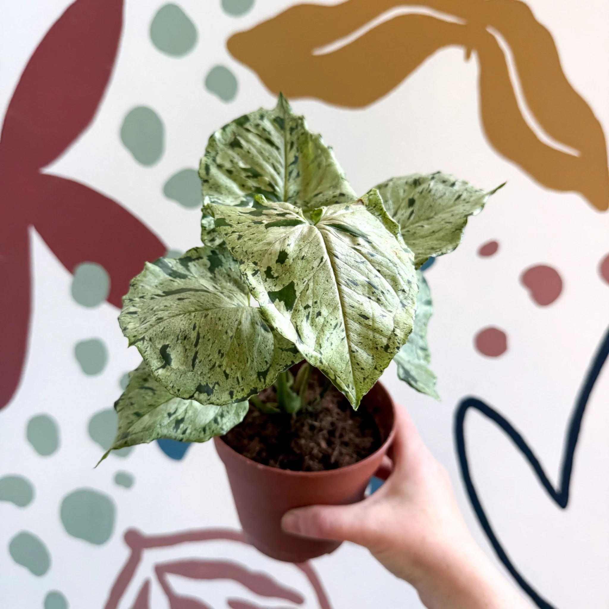 Syngonium 'Green Splash' - Image 5