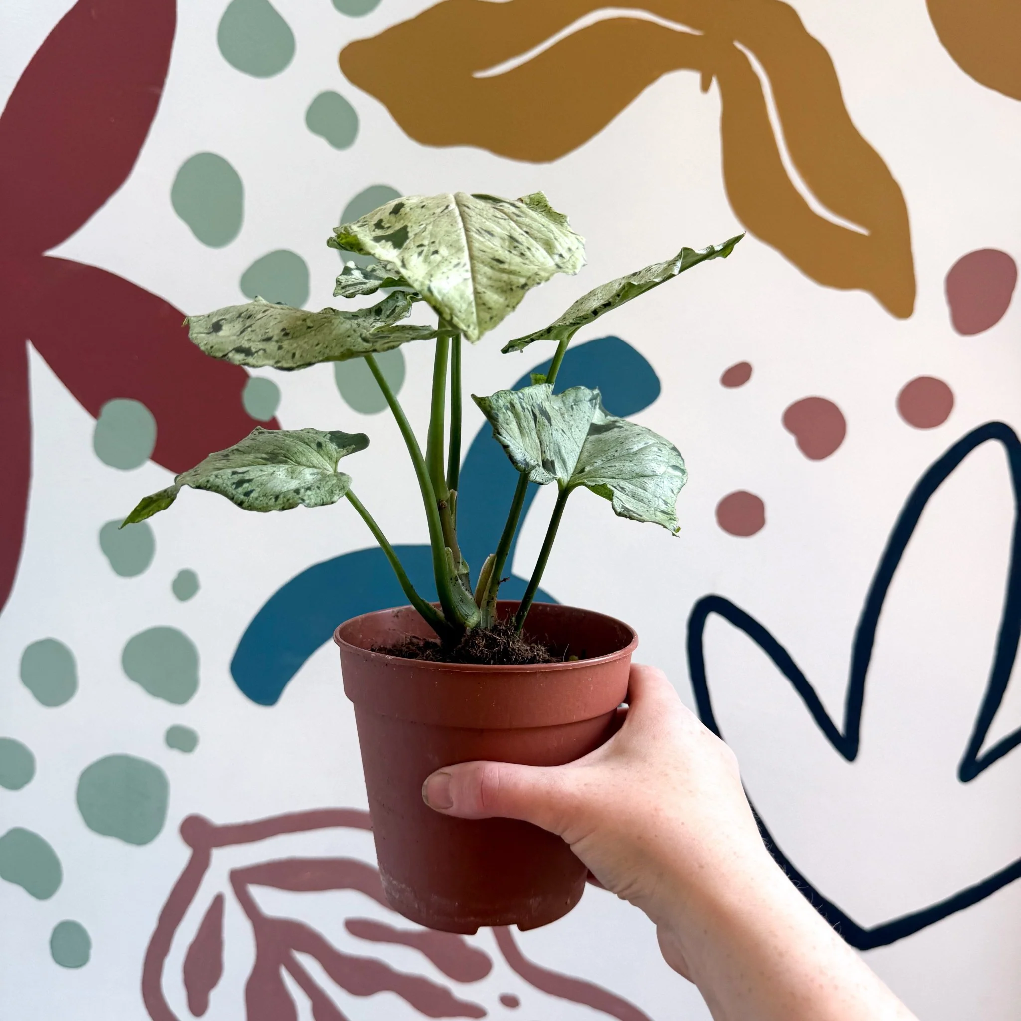 Syngonium 'Green Splash' - Image 6