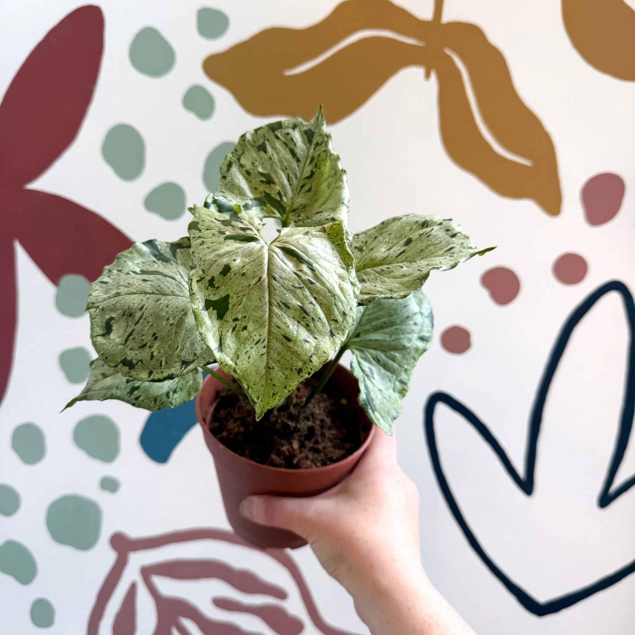 Syngonium 'Green Splash' - Image 7