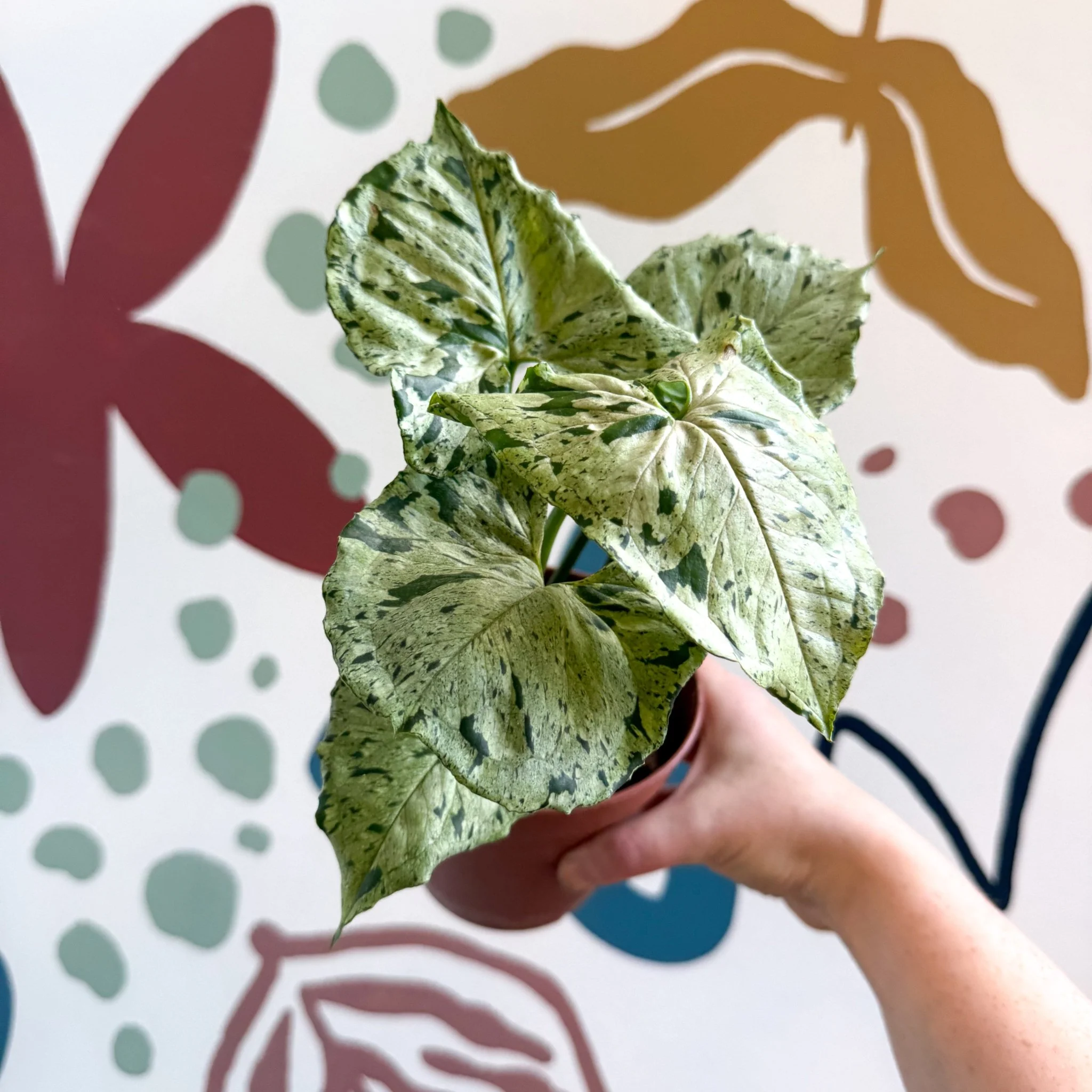 Syngonium 'Green Splash' - Image 8
