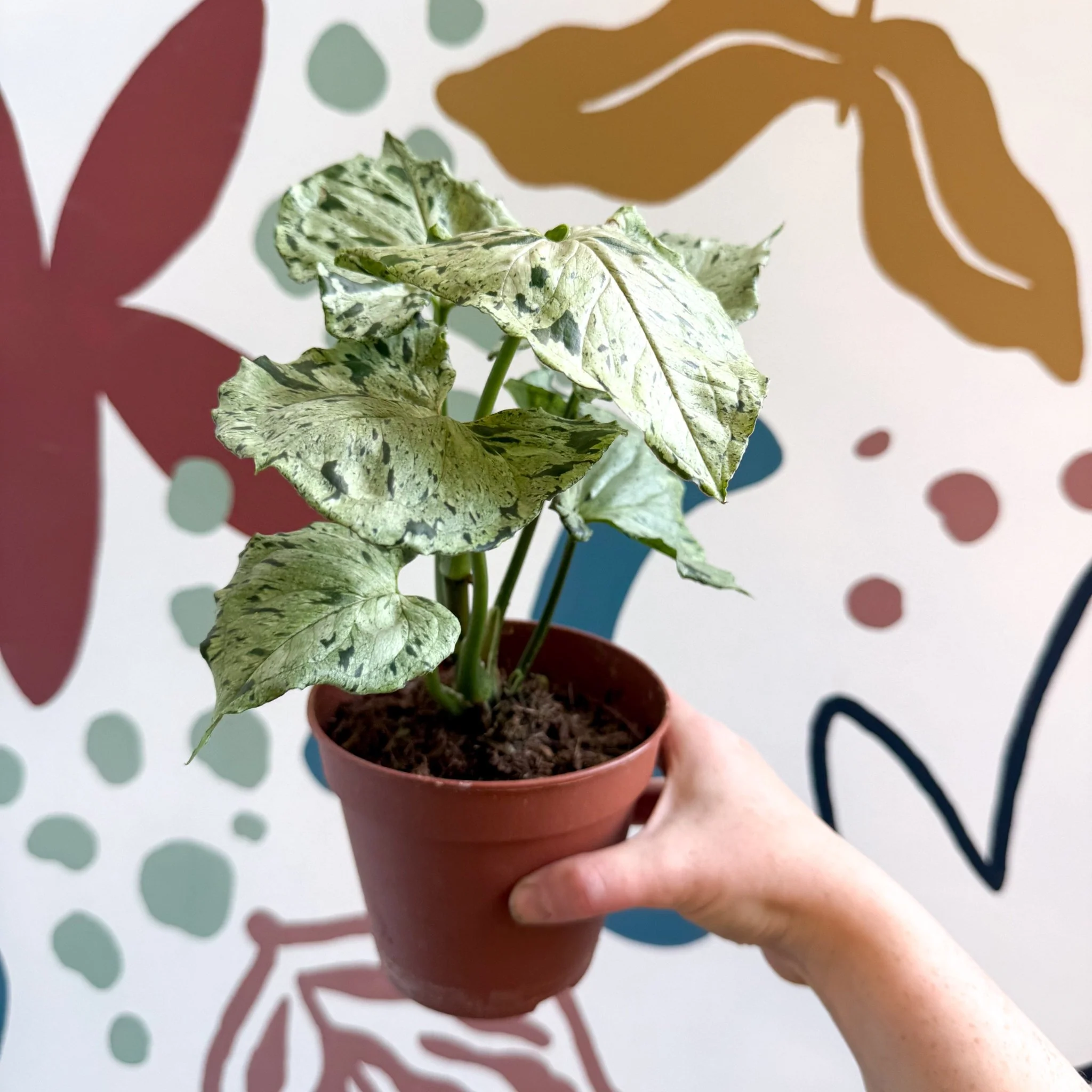 Syngonium 'Green Splash' - Image 9