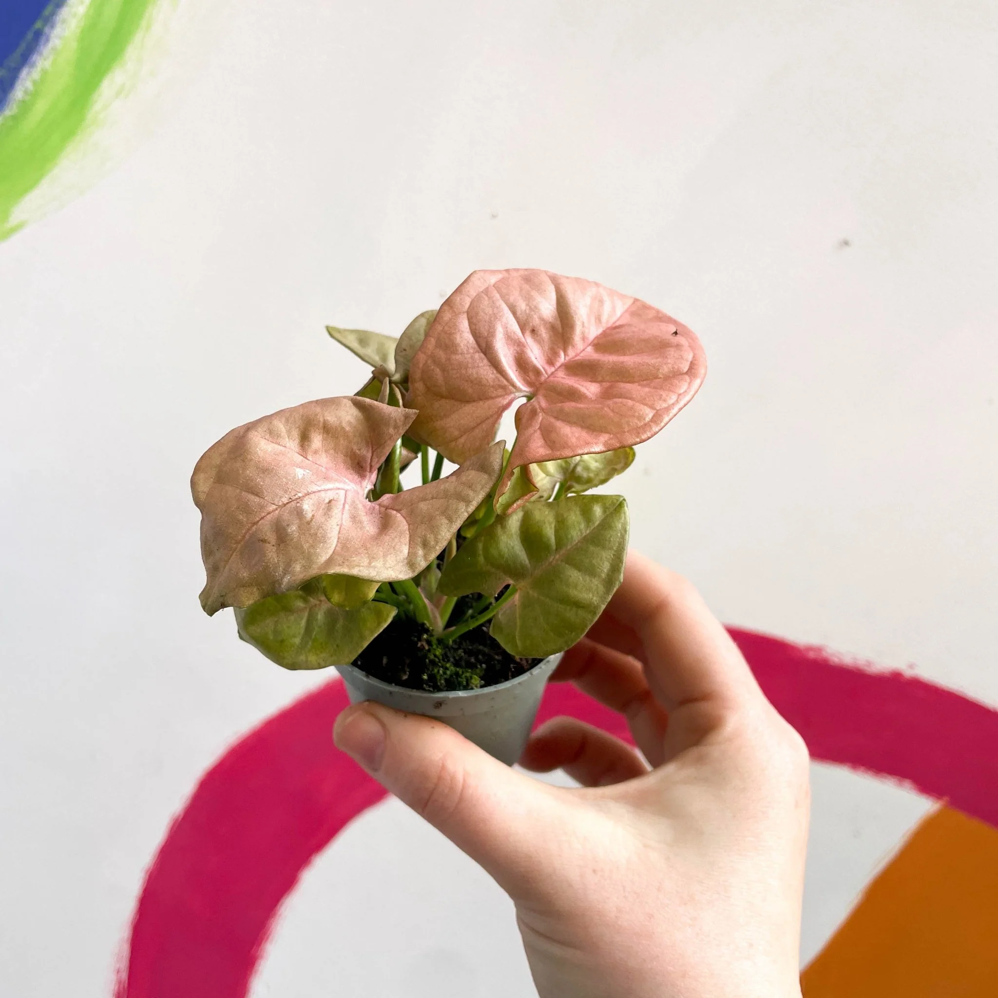 Syngonium podophyllum 'Red Heart' - Image 2