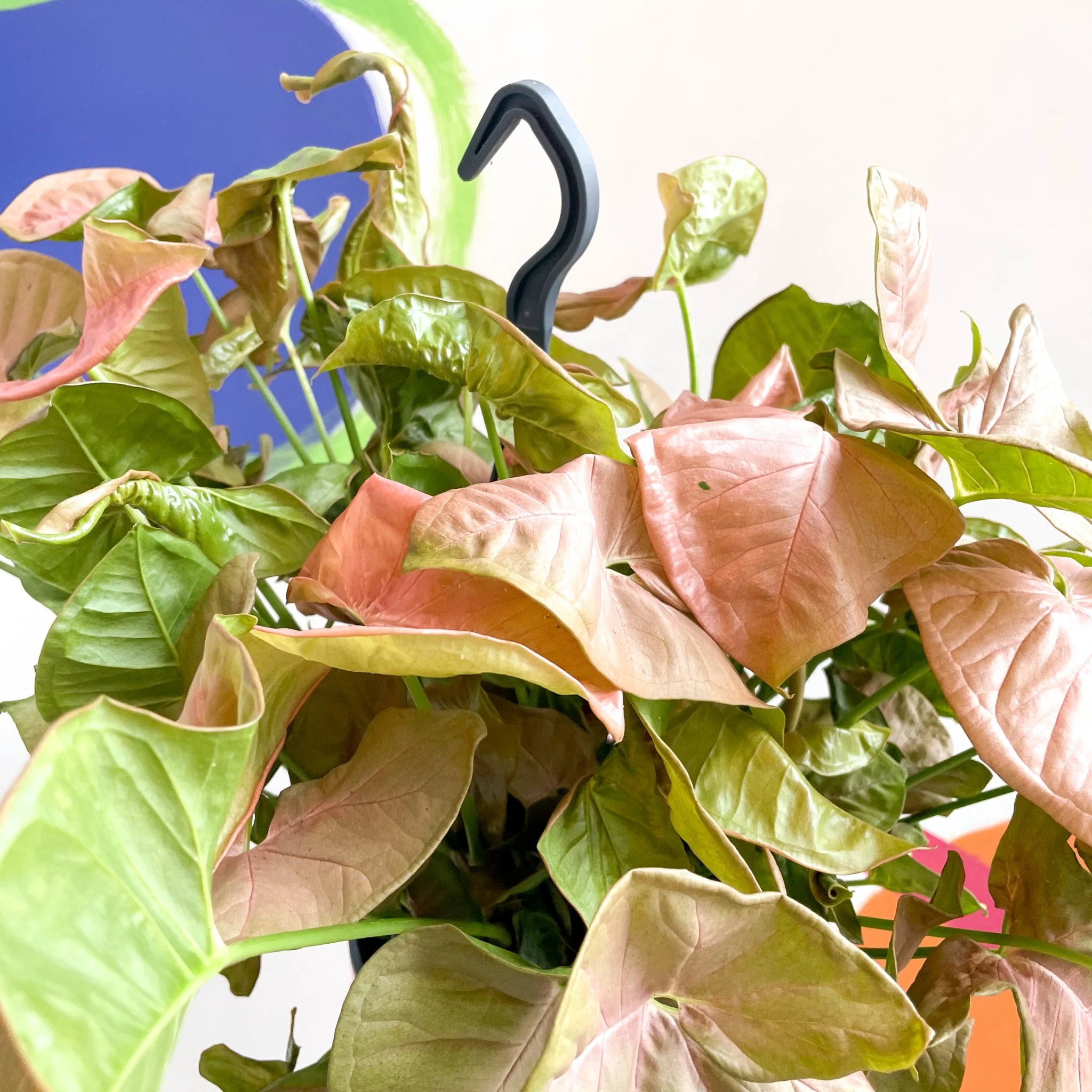 Syngonium podophyllum 'Red Heart' - Image 5