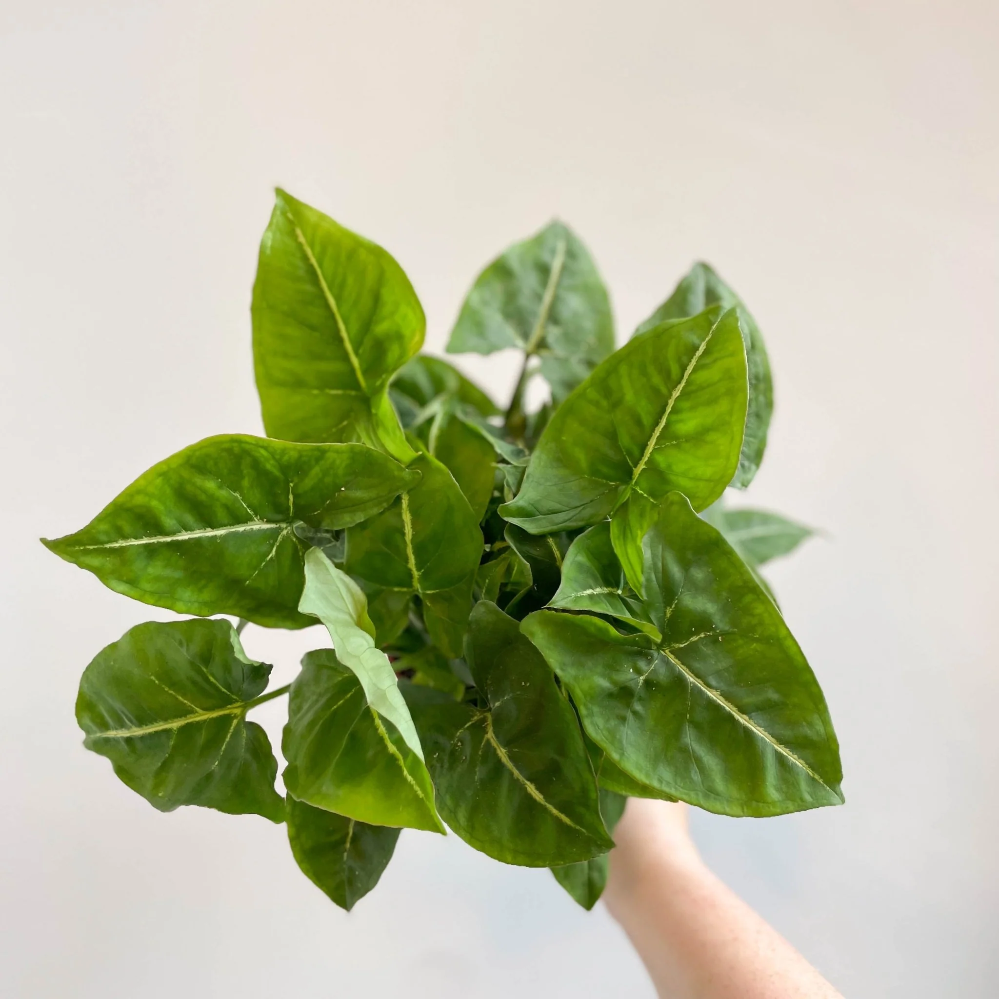 Syngonium podophyllum
