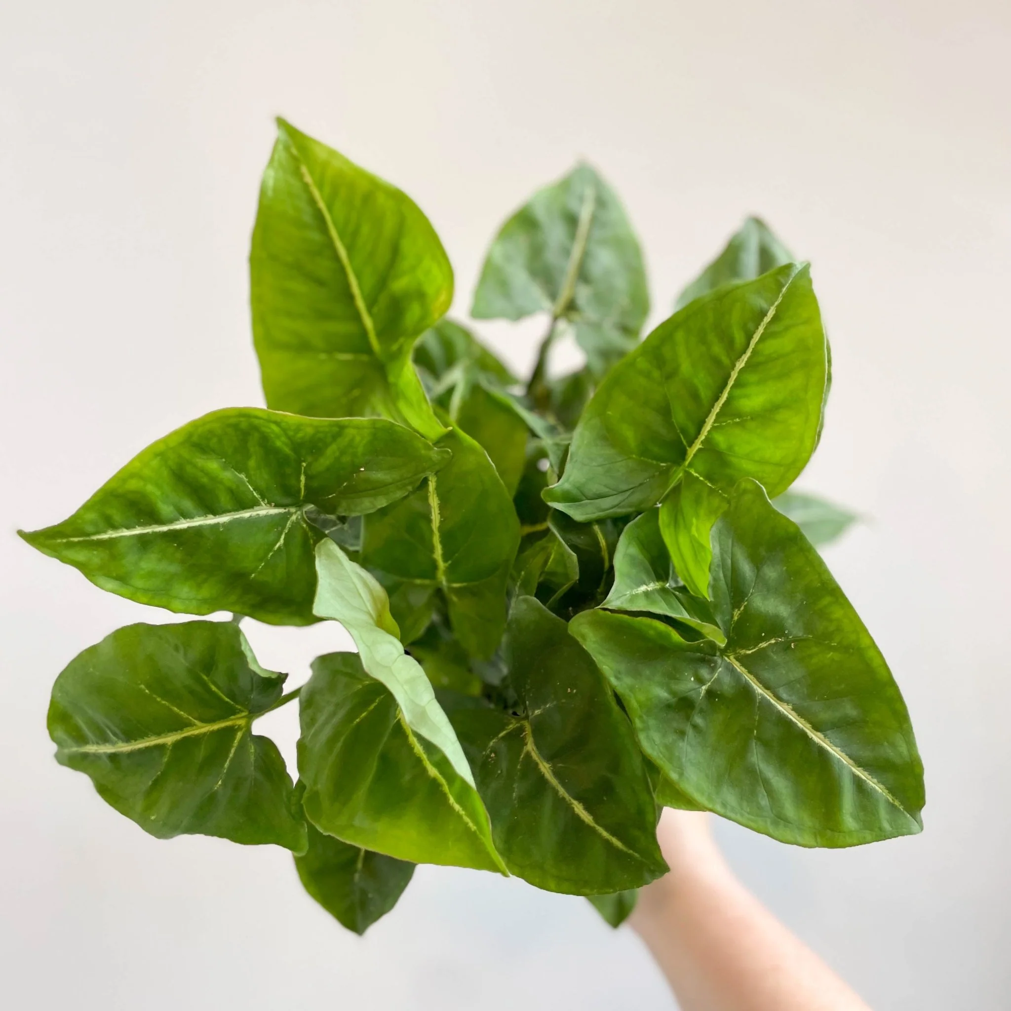 Syngonium podophyllum - Image 2