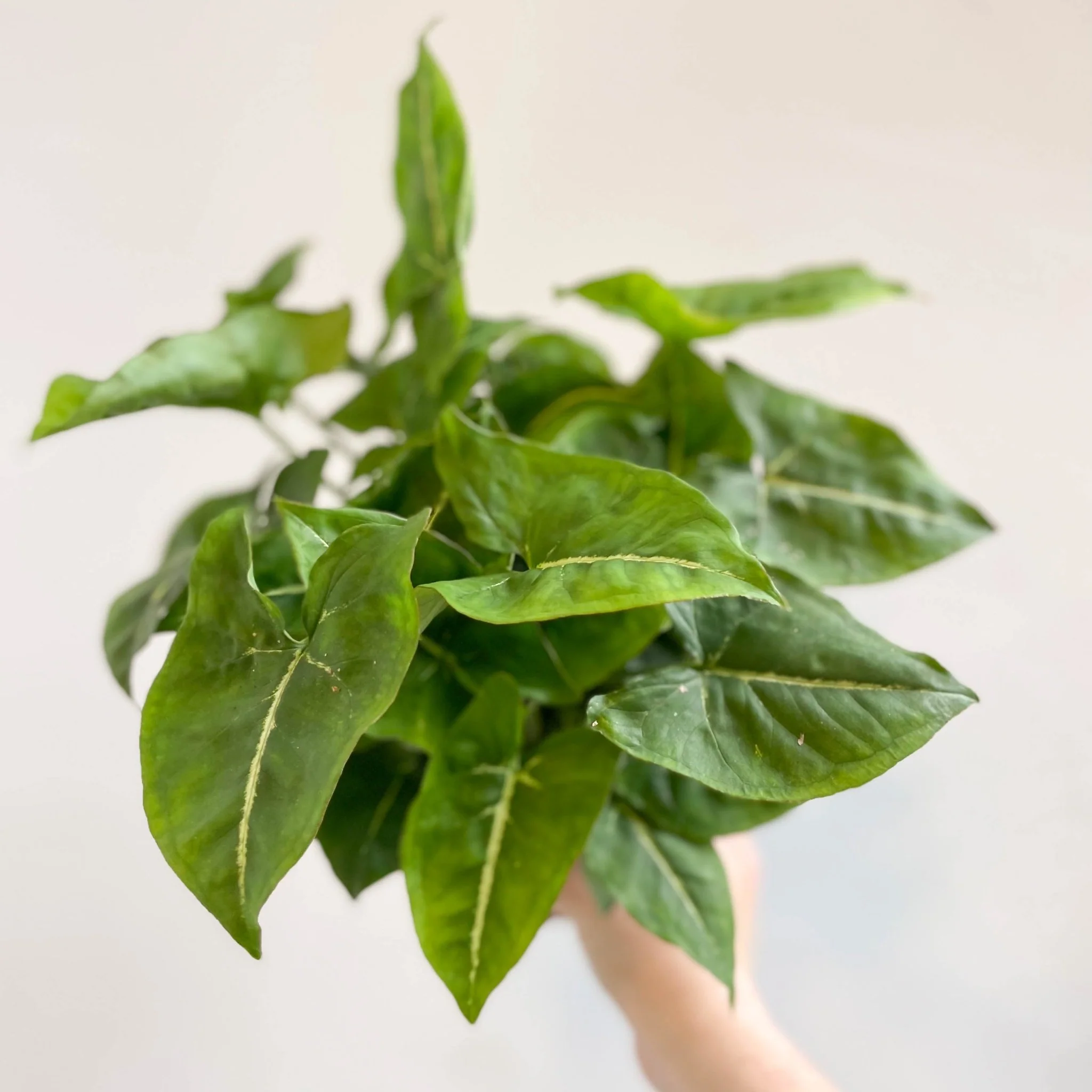 Syngonium podophyllum - Image 3