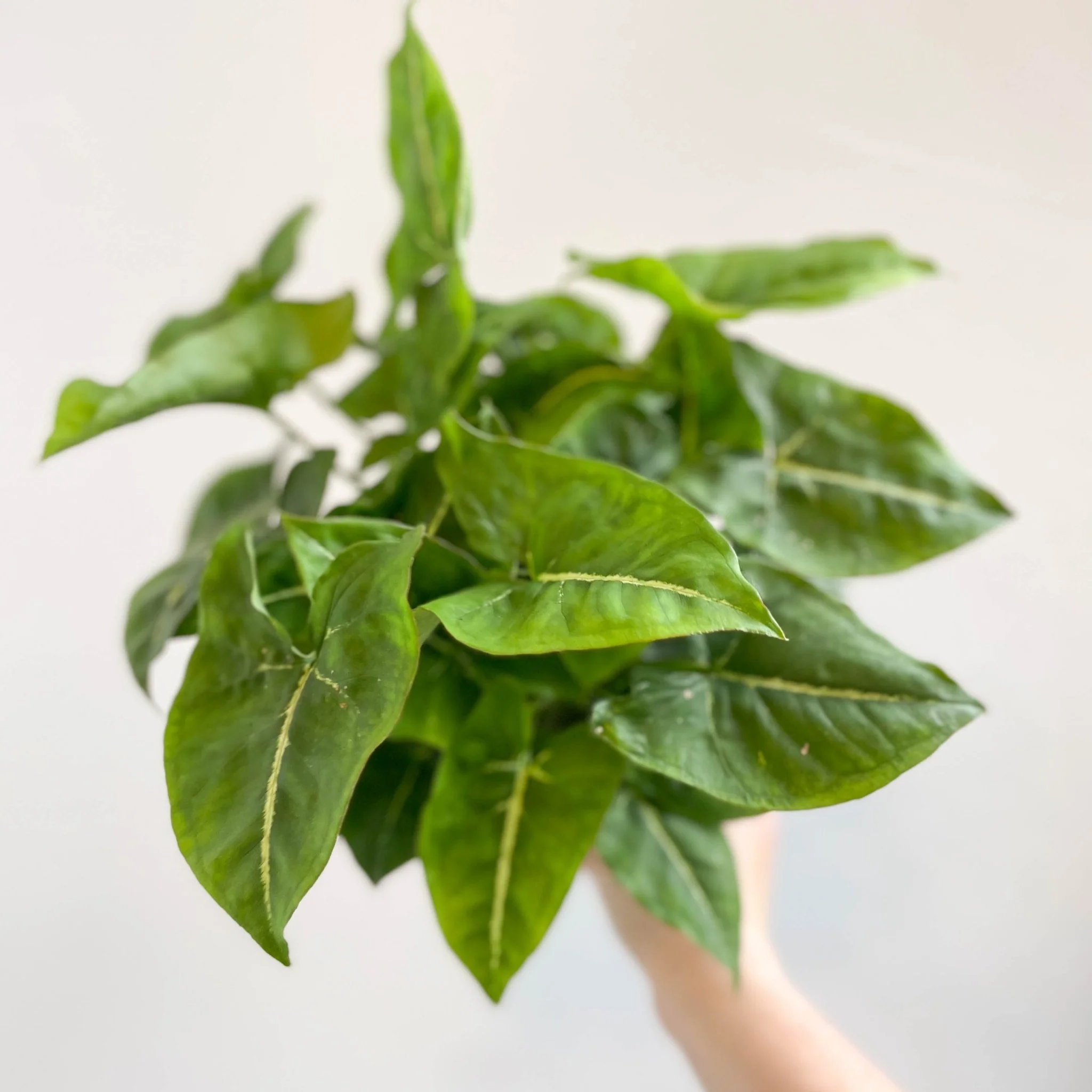 Syngonium podophyllum - Image 4