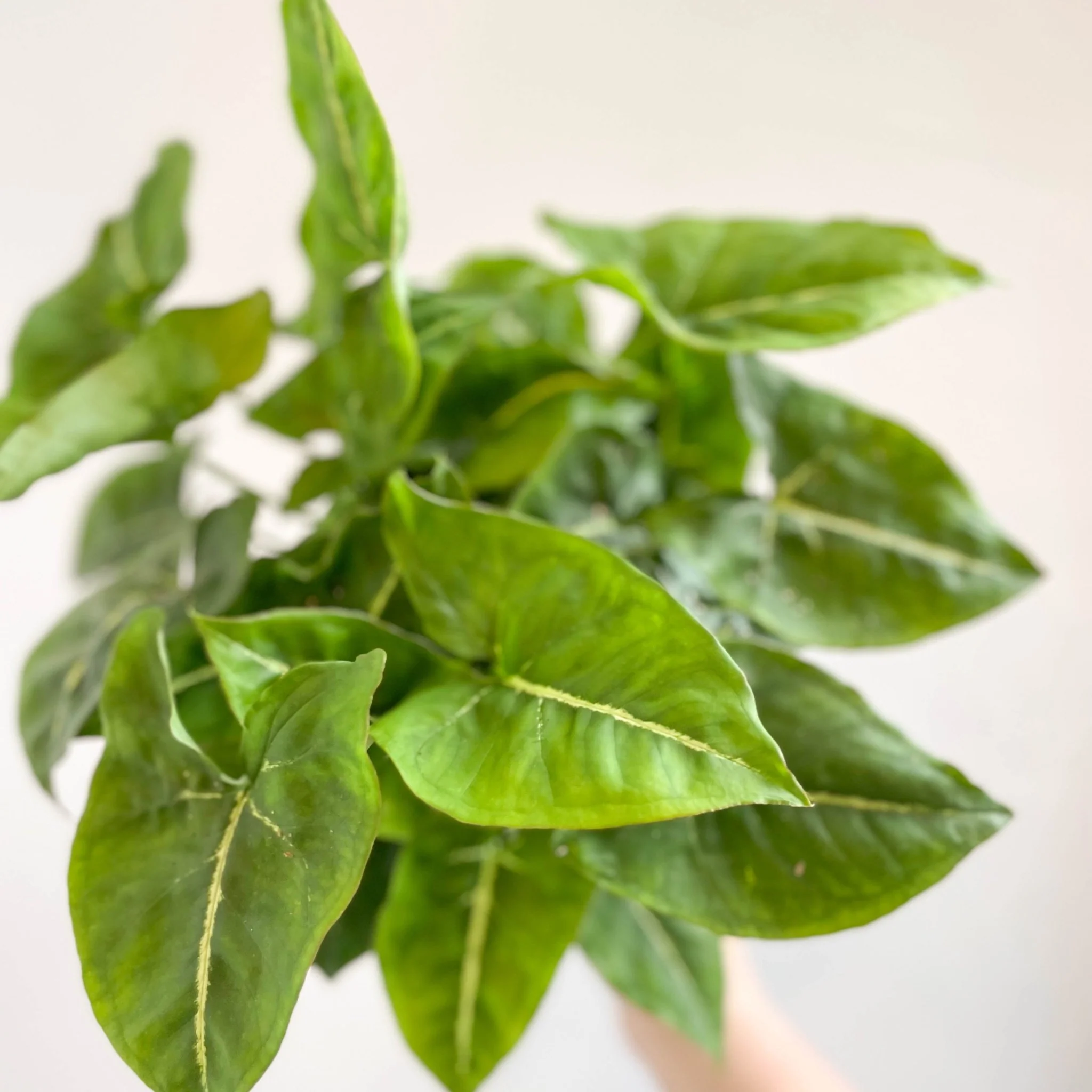 Syngonium podophyllum - Image 5