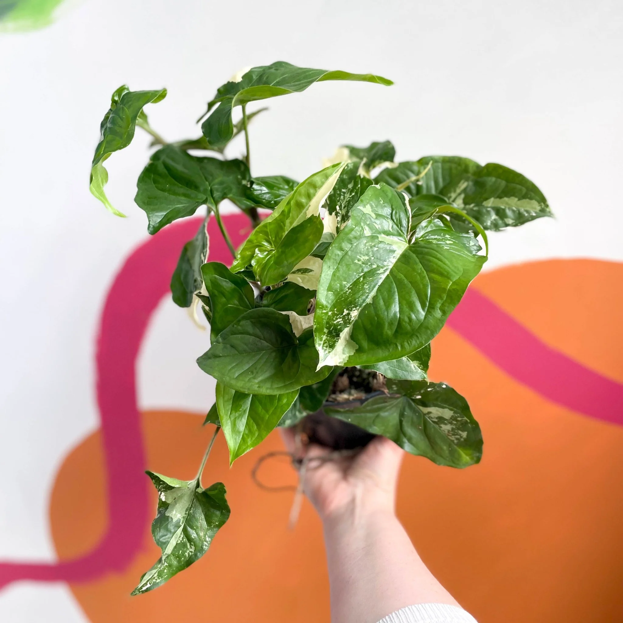 Syngonium podophyllum 'Albo' variegata