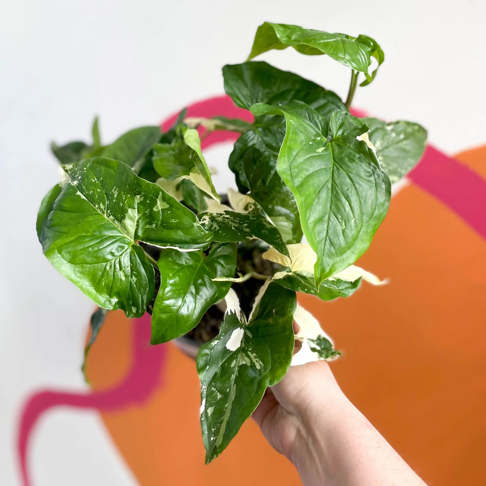 Syngonium podophyllum 'Albo' variegata - Image 3