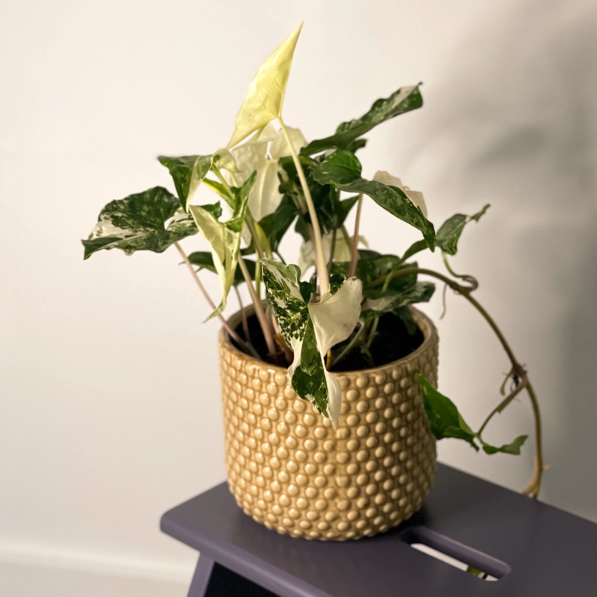 Syngonium podophyllum 'Albo' variegata - Image 5