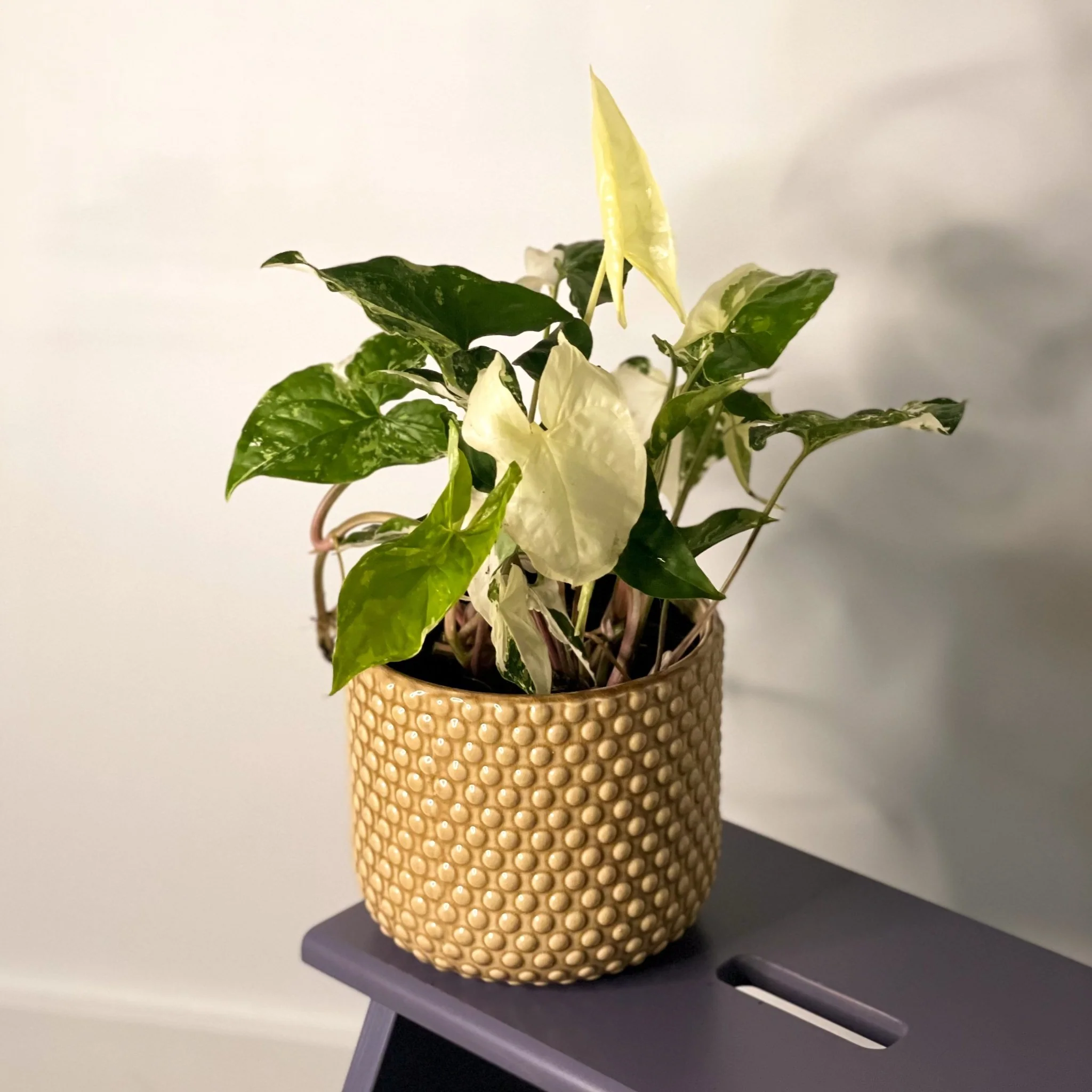 Syngonium podophyllum 'Albo' variegata - Image 6