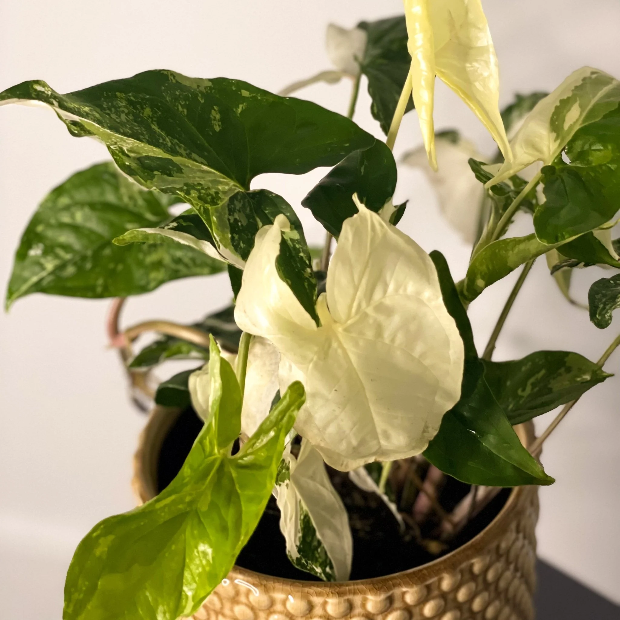 Syngonium podophyllum 'Albo' variegata - Image 7