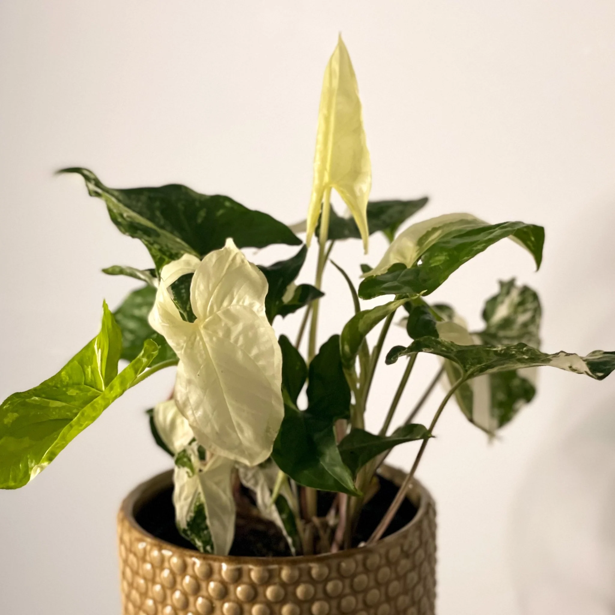 Syngonium podophyllum 'Albo' variegata - Image 8