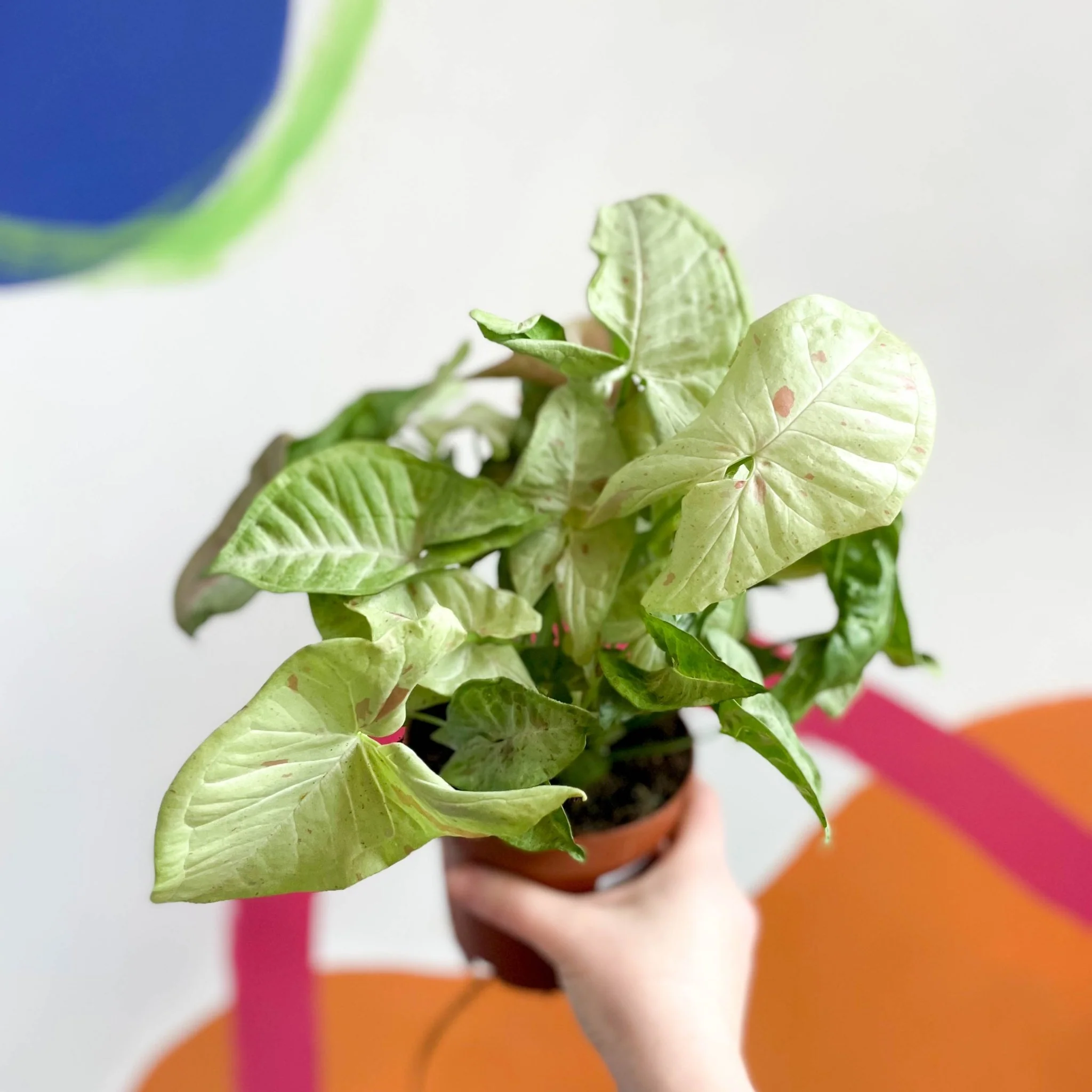Syngonium podophyllum 'Milk Confetti'