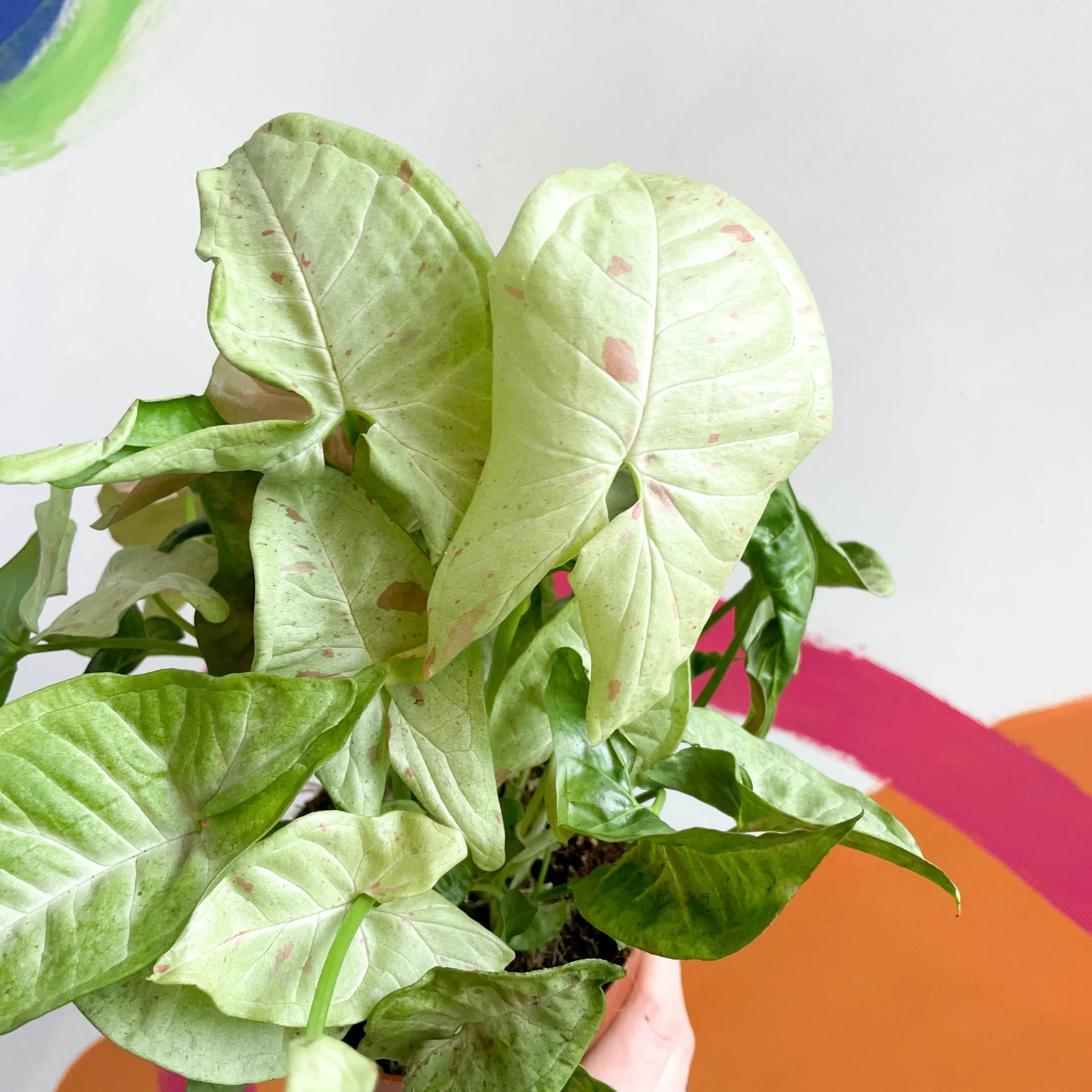 Syngonium podophyllum 'Milk Confetti' - Image 4