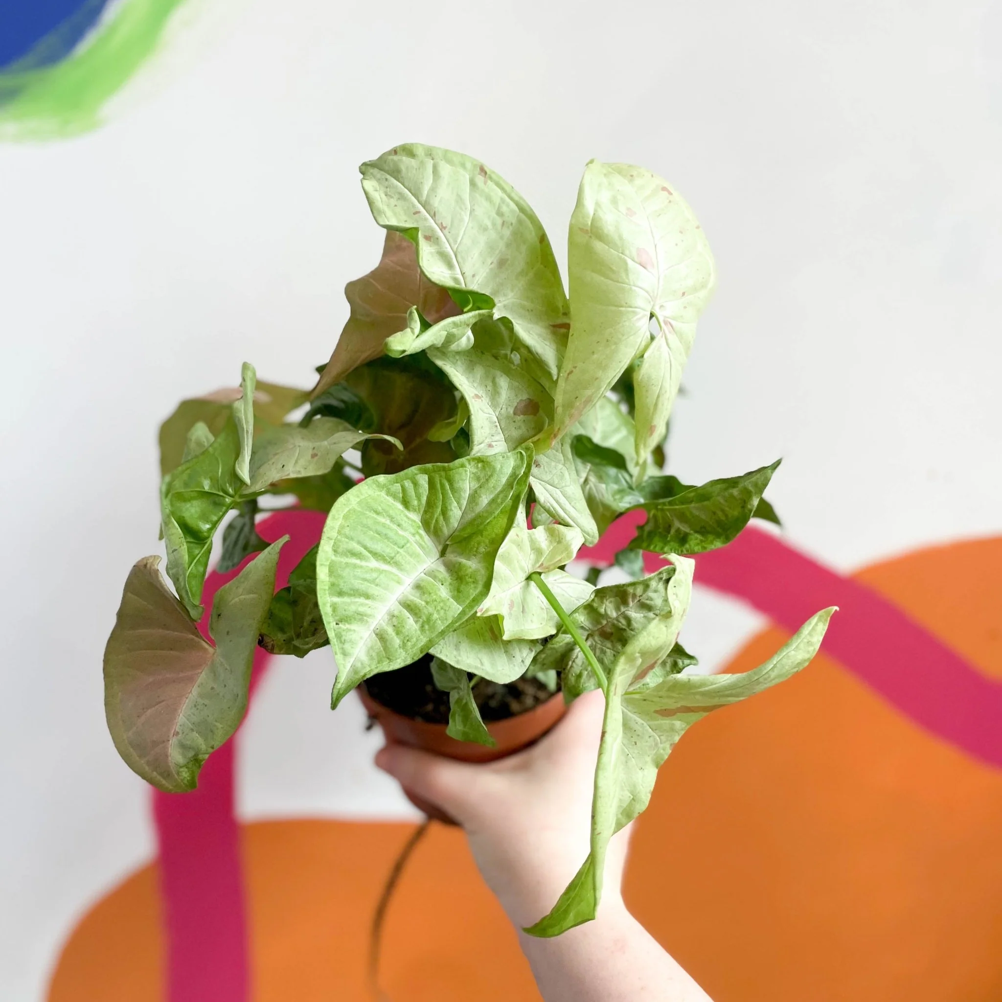 Syngonium podophyllum 'Milk Confetti' - Image 5