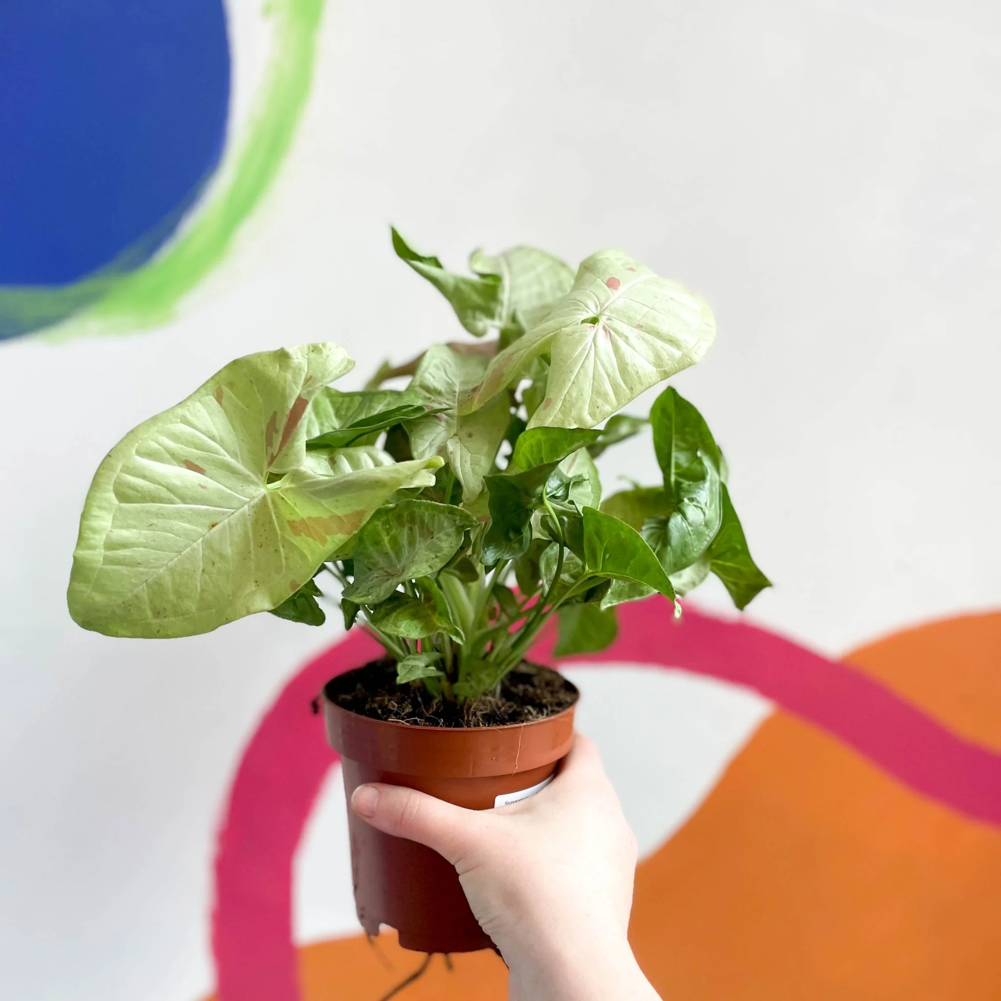Syngonium podophyllum 'Milk Confetti' - Image 7