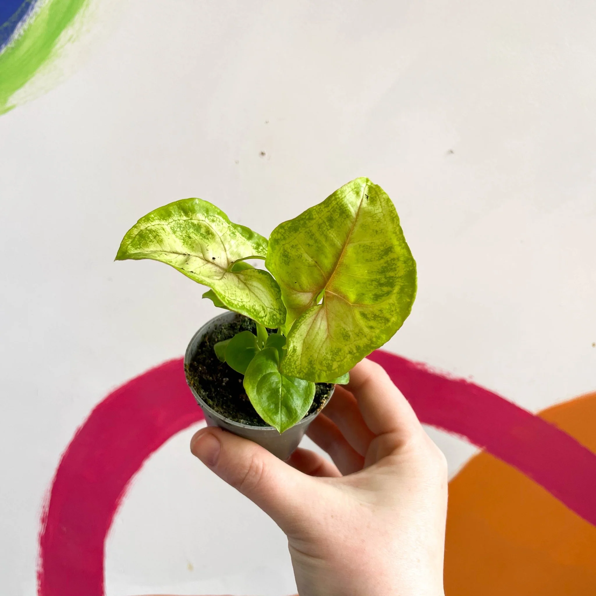 Syngonium podophyllum 'Sunshine' - Image 2