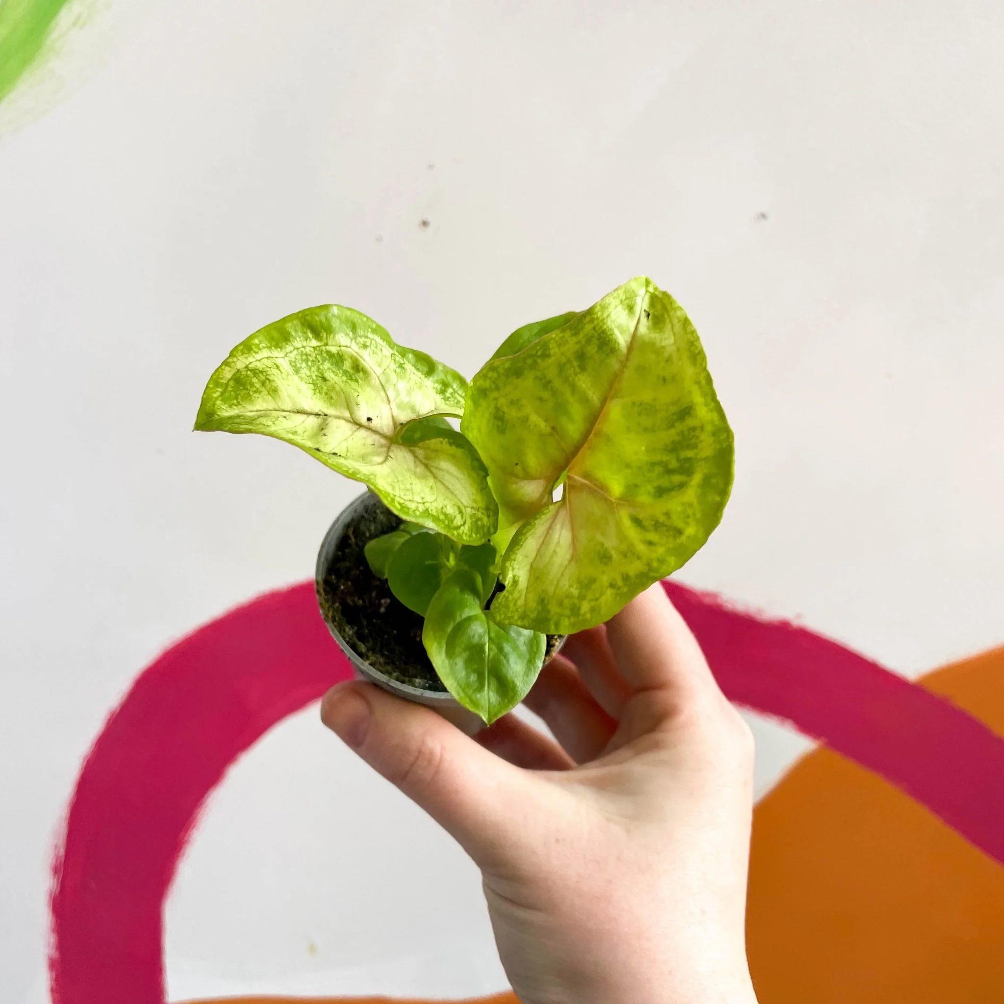 Syngonium podophyllum 'Sunshine' - Image 4