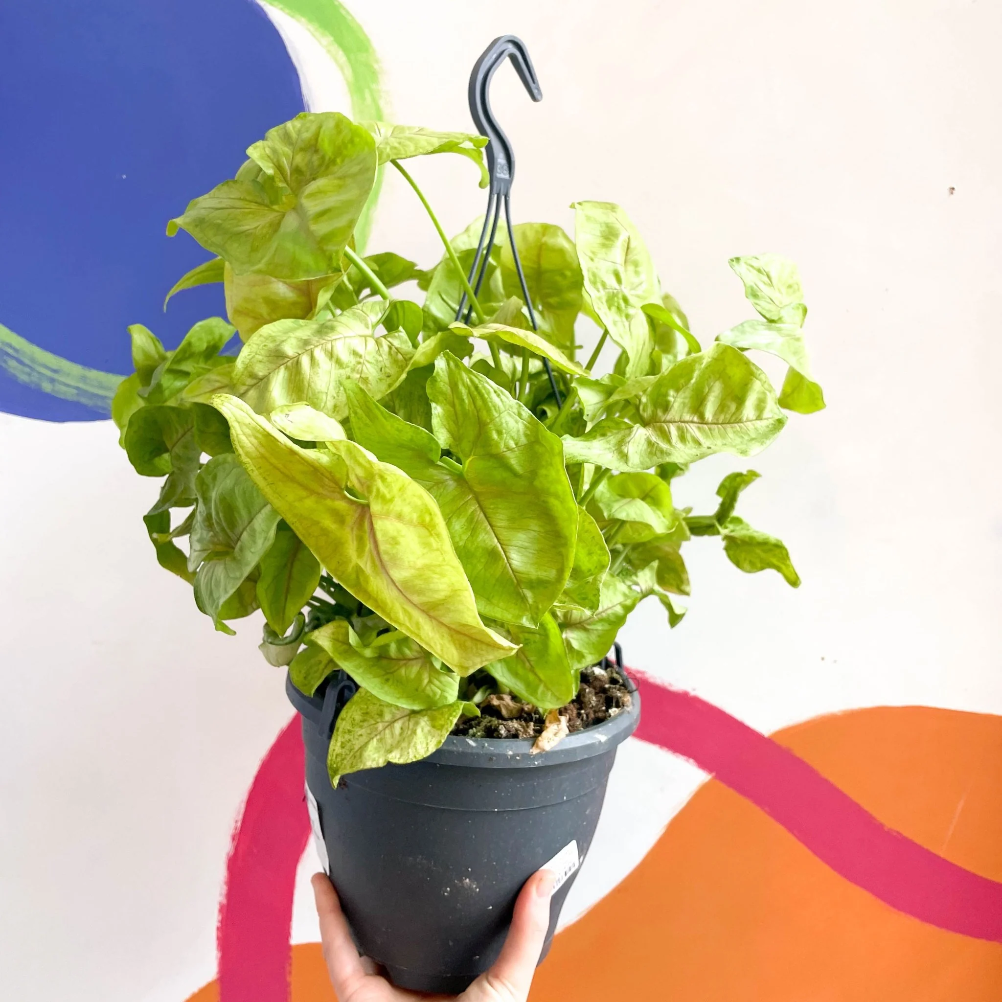 Syngonium podophyllum 'Sunshine' - Image 5