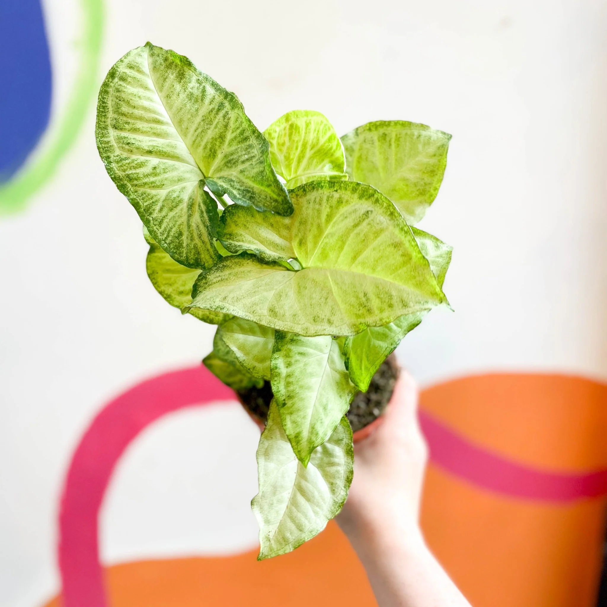 Syngonium podophyllum 'White Butterfly' - Image 2