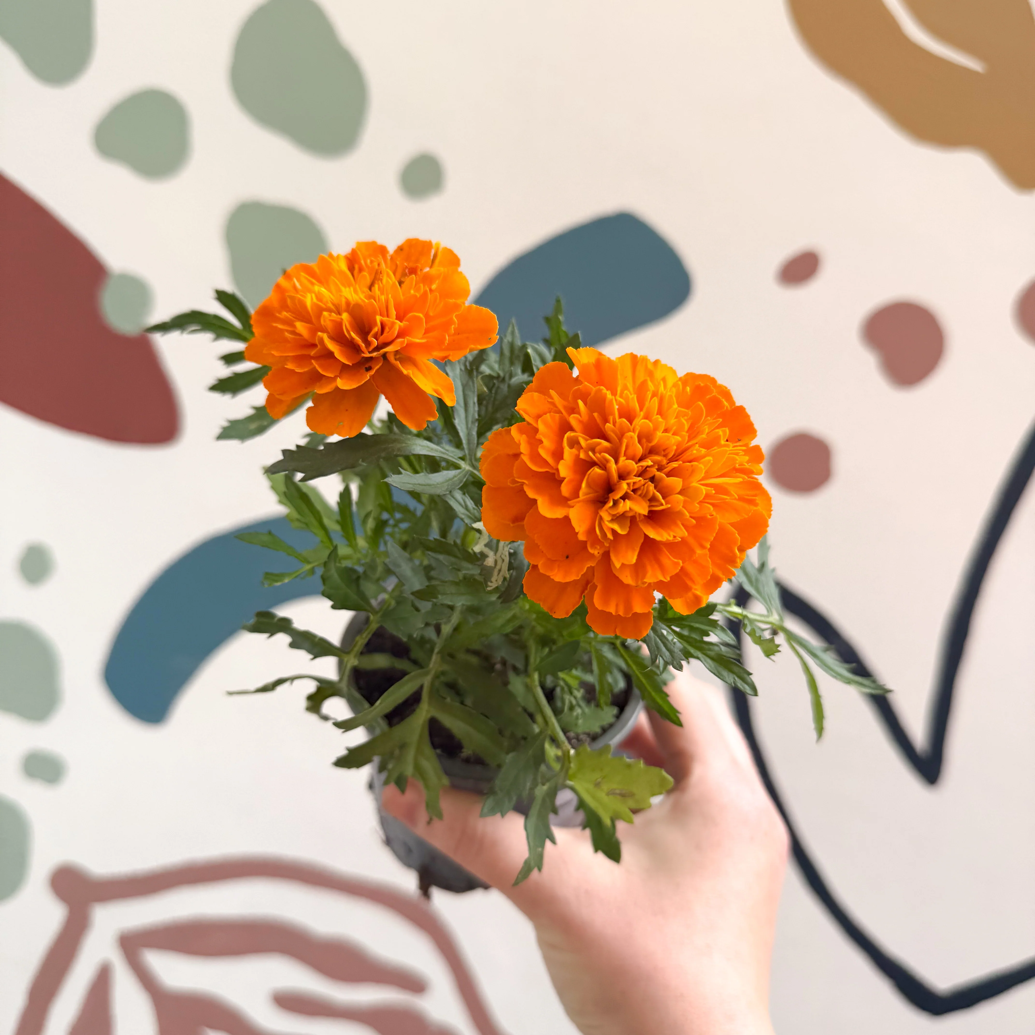 Tagetes - Orange African Marigold - Image 2