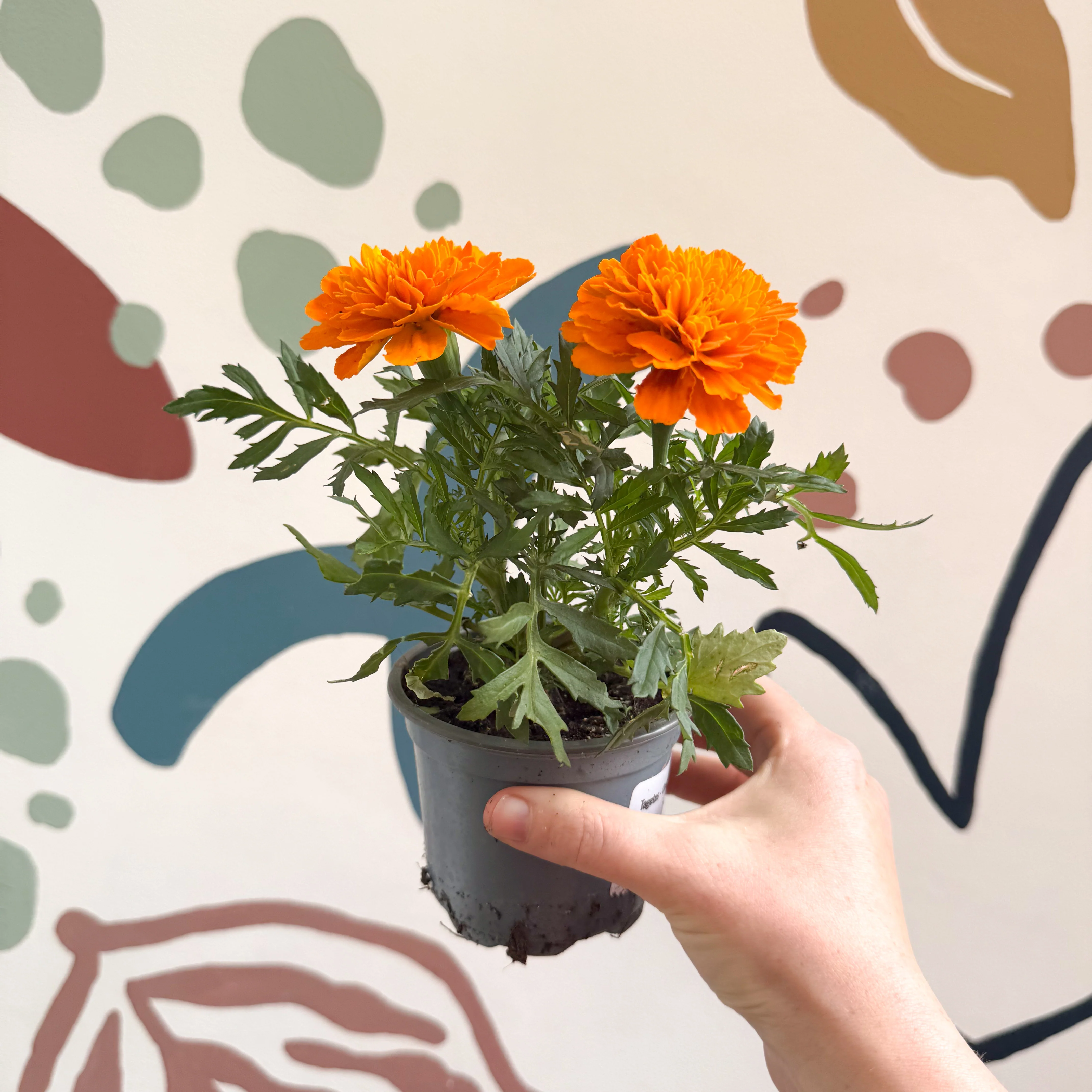 Tagetes - Orange African Marigold - Image 3